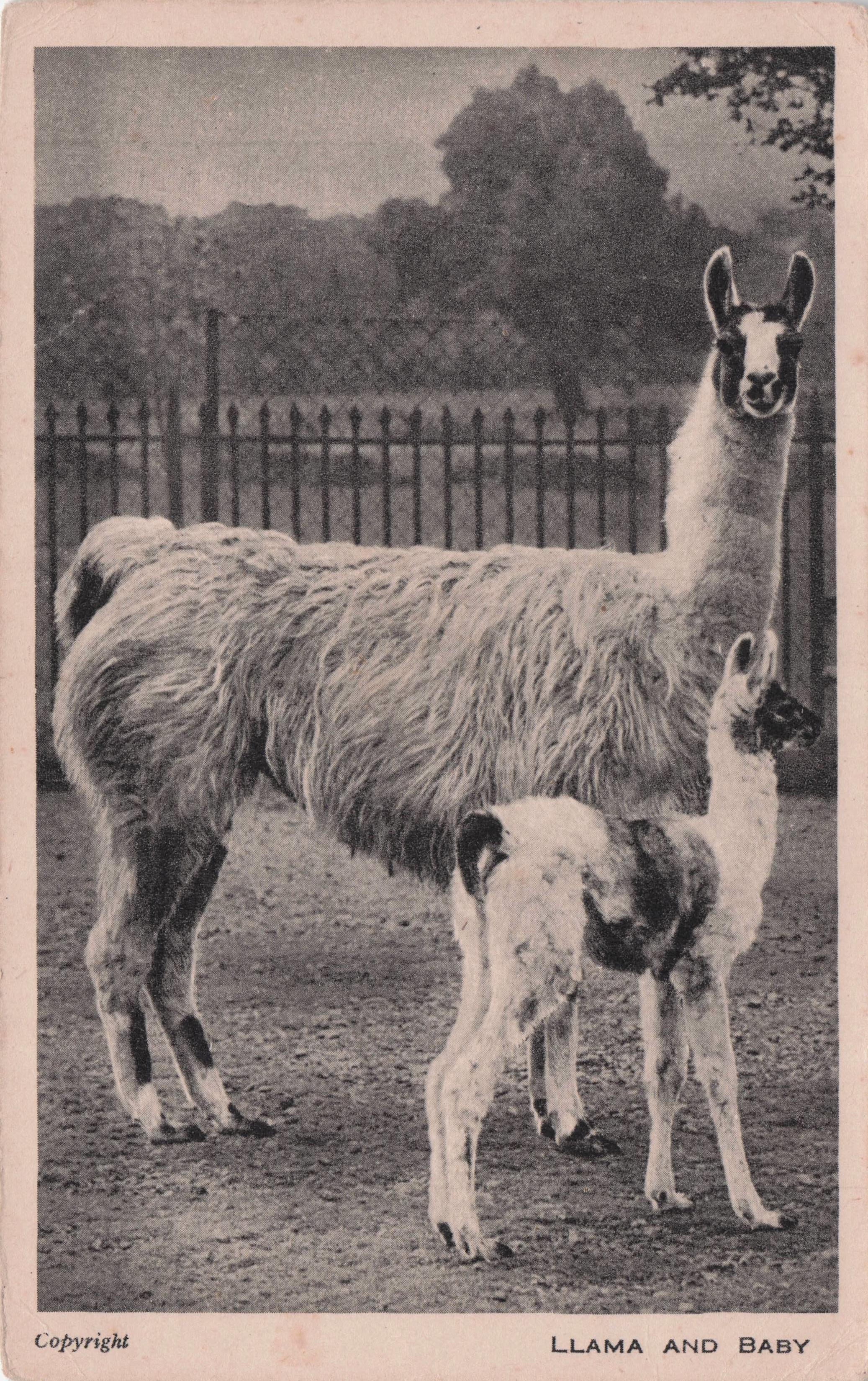Llama Mother & Her Baby London Zoo Antique Animal Postcard