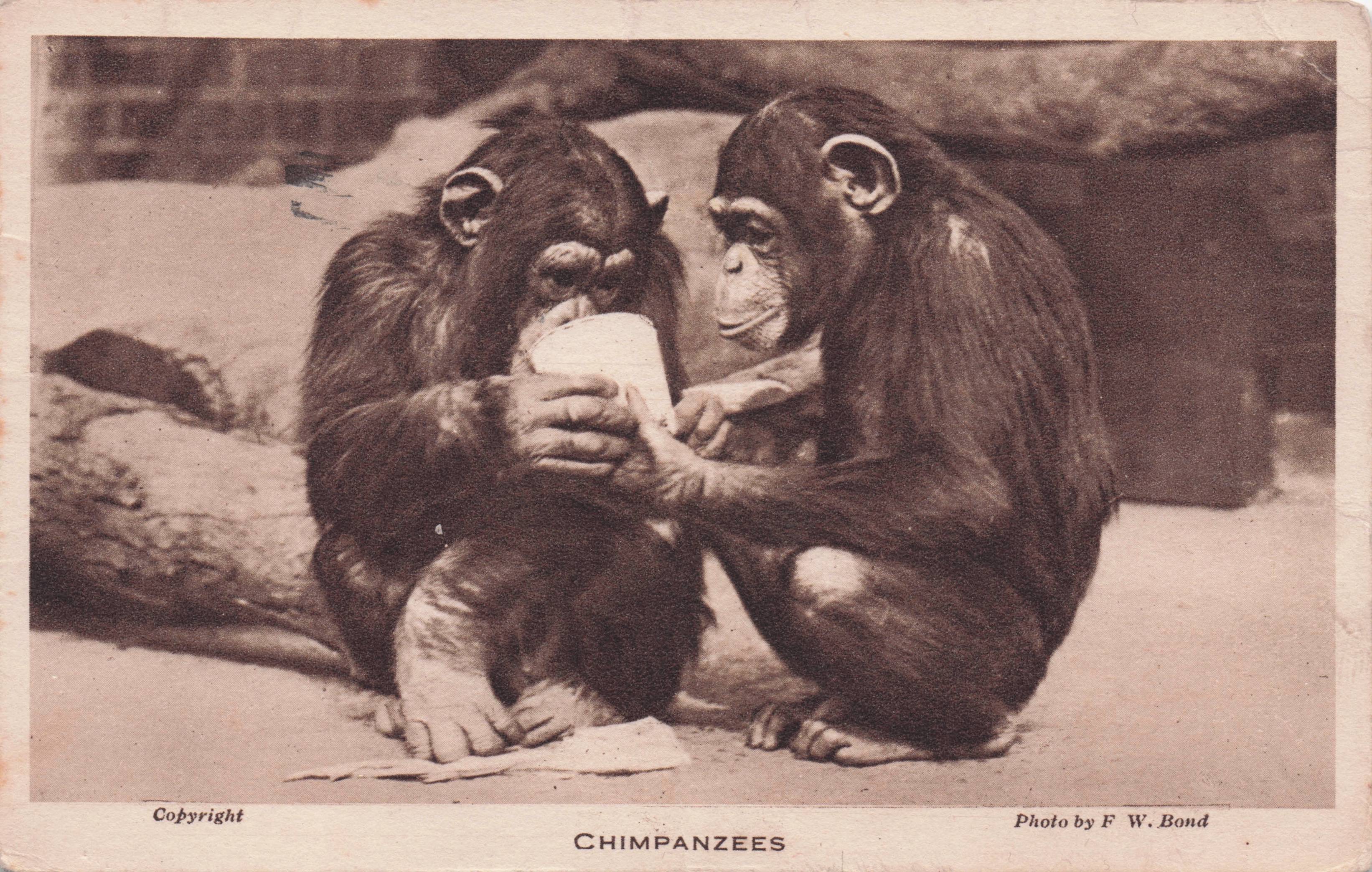 Chimpanzees Drinking A Cup Of Tea London Zoo Antique Postcard