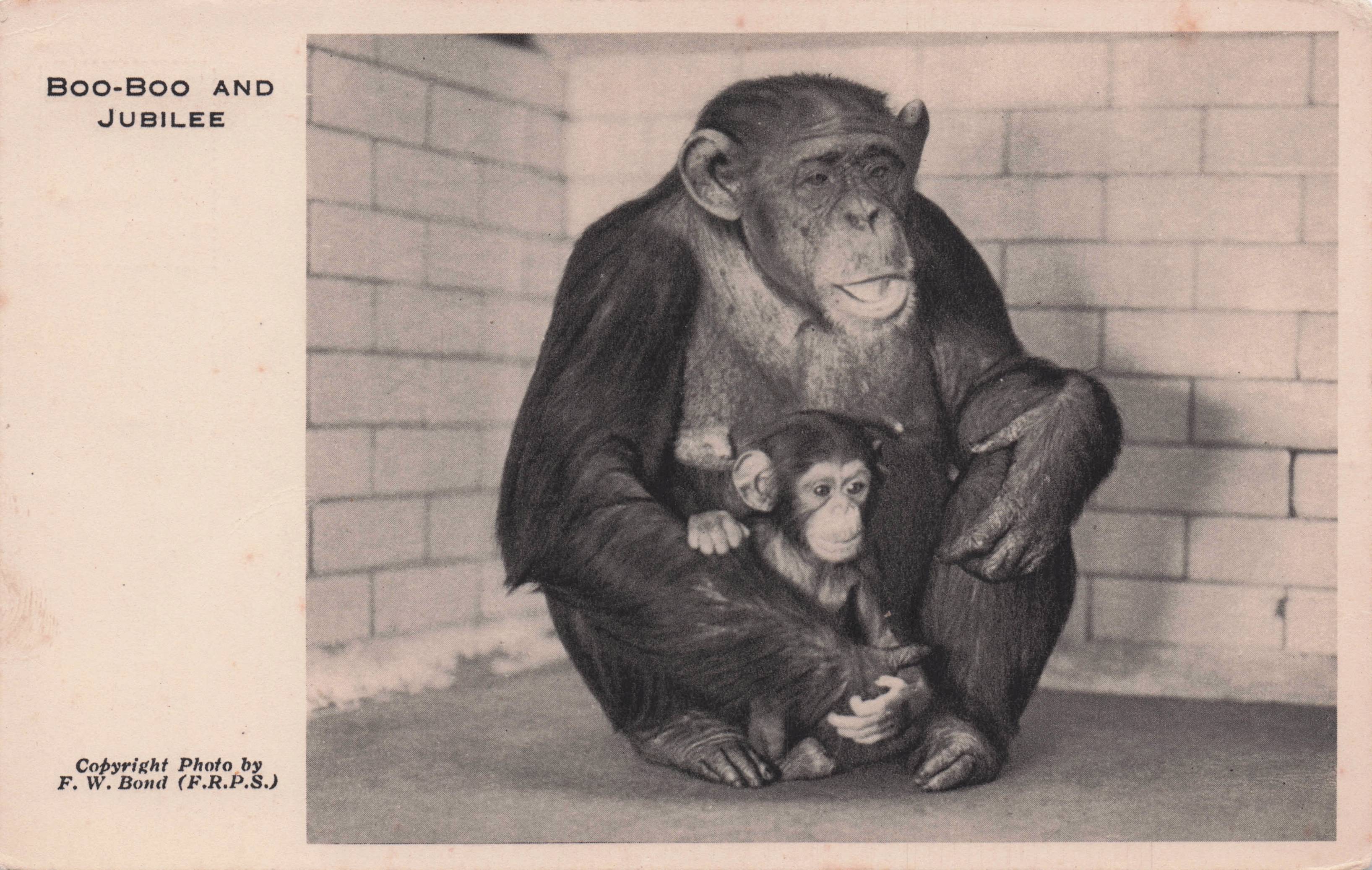 Boo Boo & Jubilee Monkeys 2x London Zoo Antique Postcard s