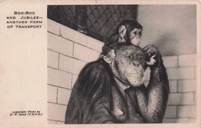 Boo Boo & Jubilee Monkeys 2x London Zoo Antique Postcard s