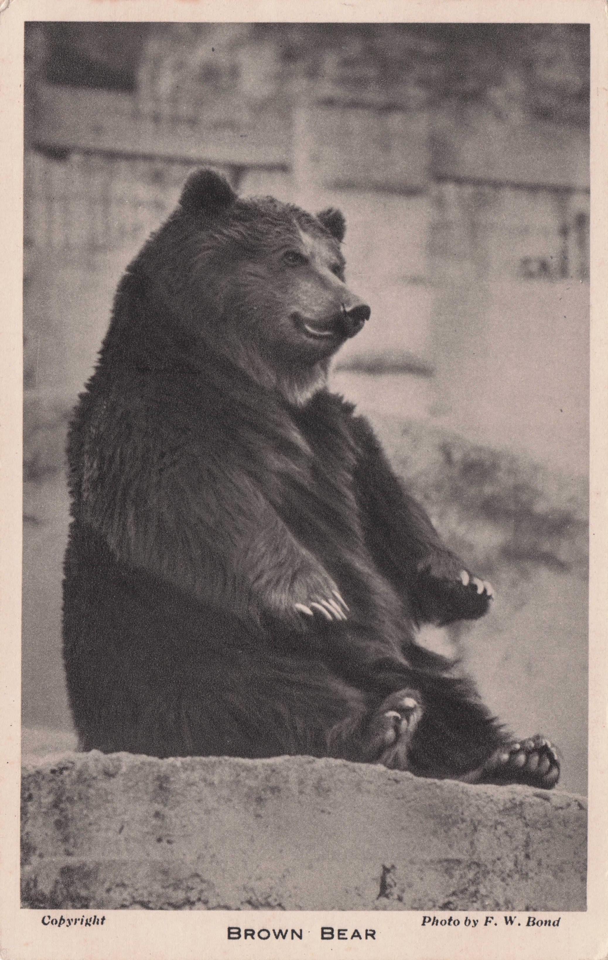 Brown Bear At London Zoo Antique Postcard