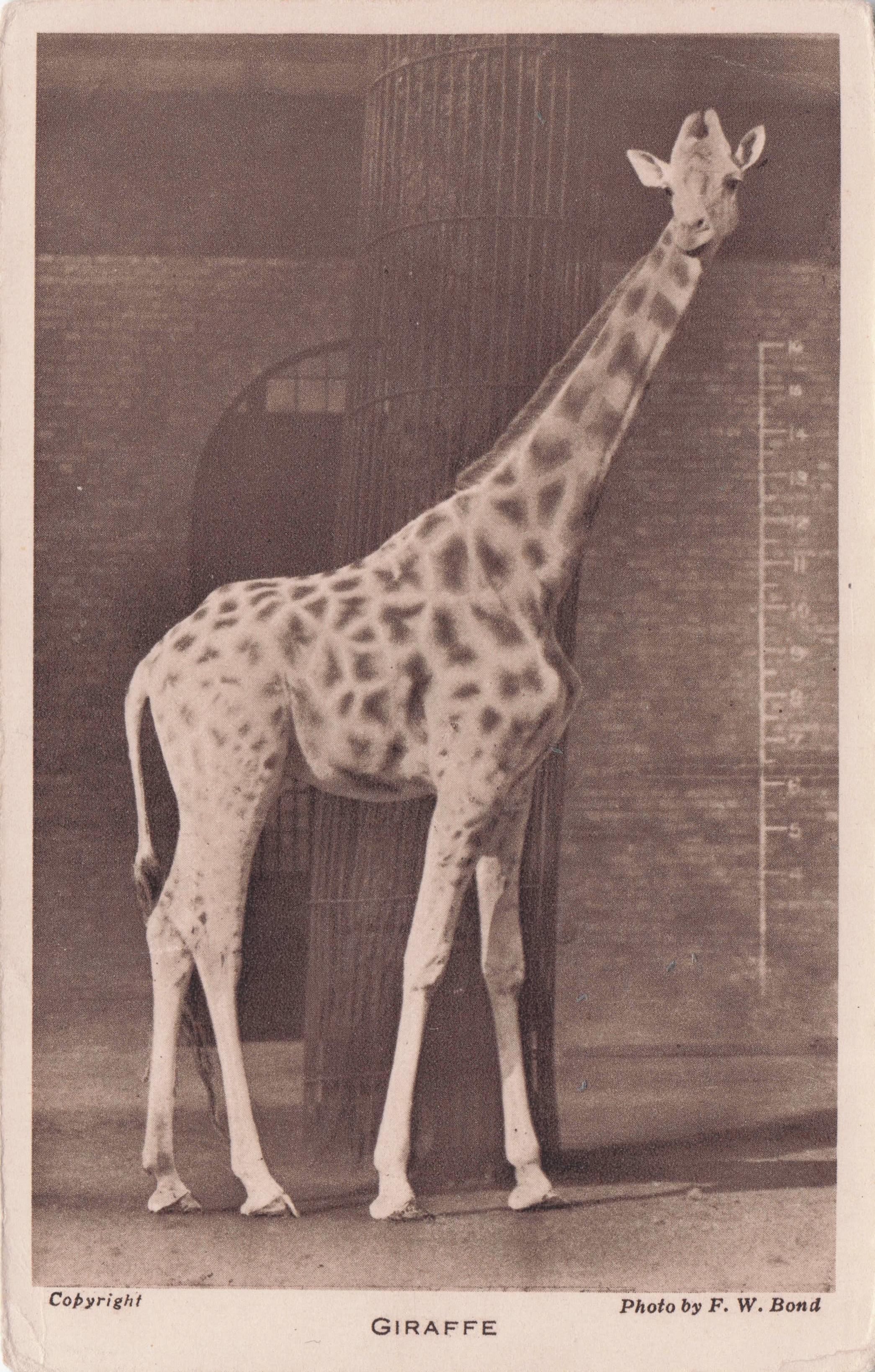 Giraffe At London Zoo With Height Chart Antique Postcard