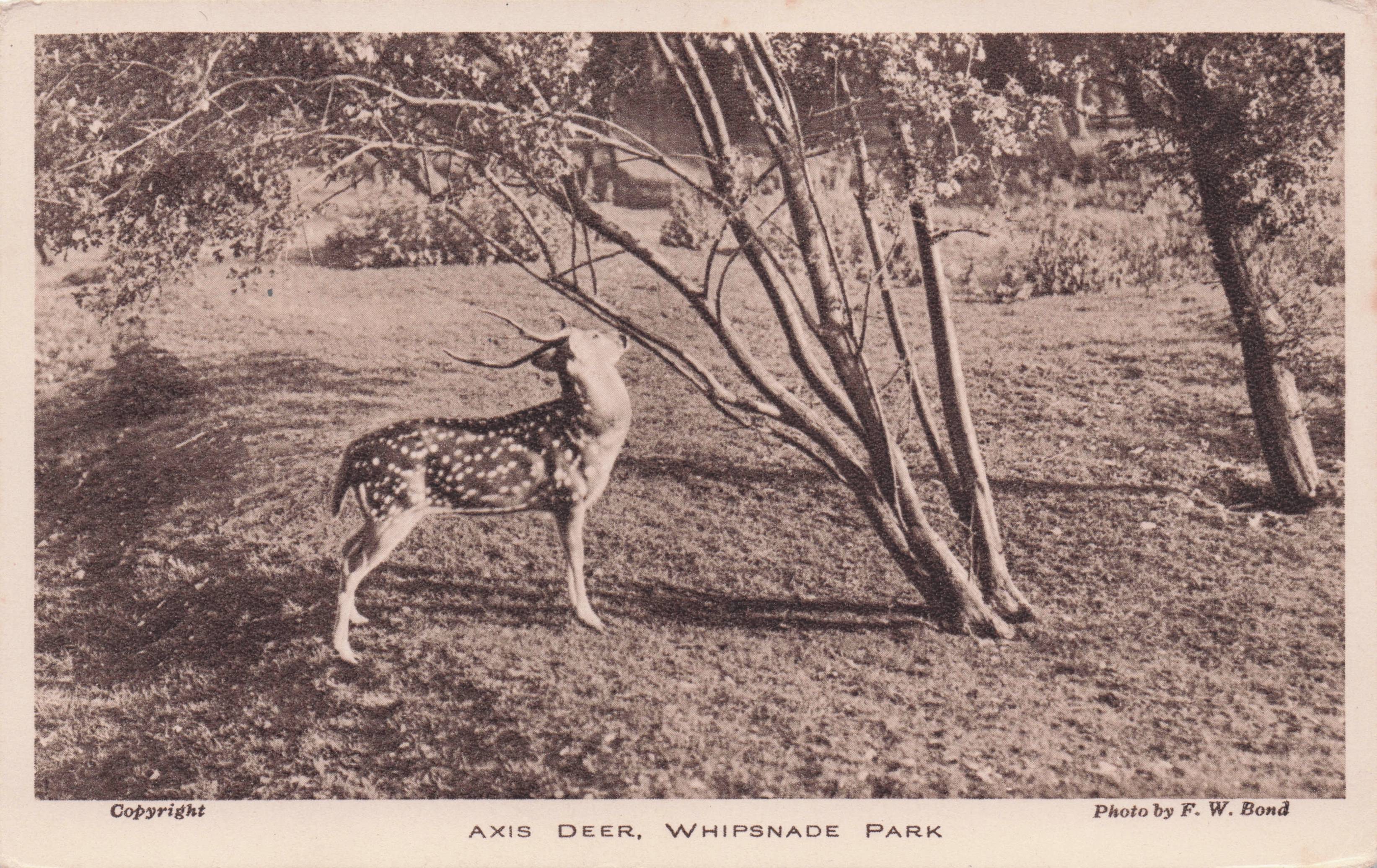 Axis Deer at Whipsnade Park London Zoo Old Postcard