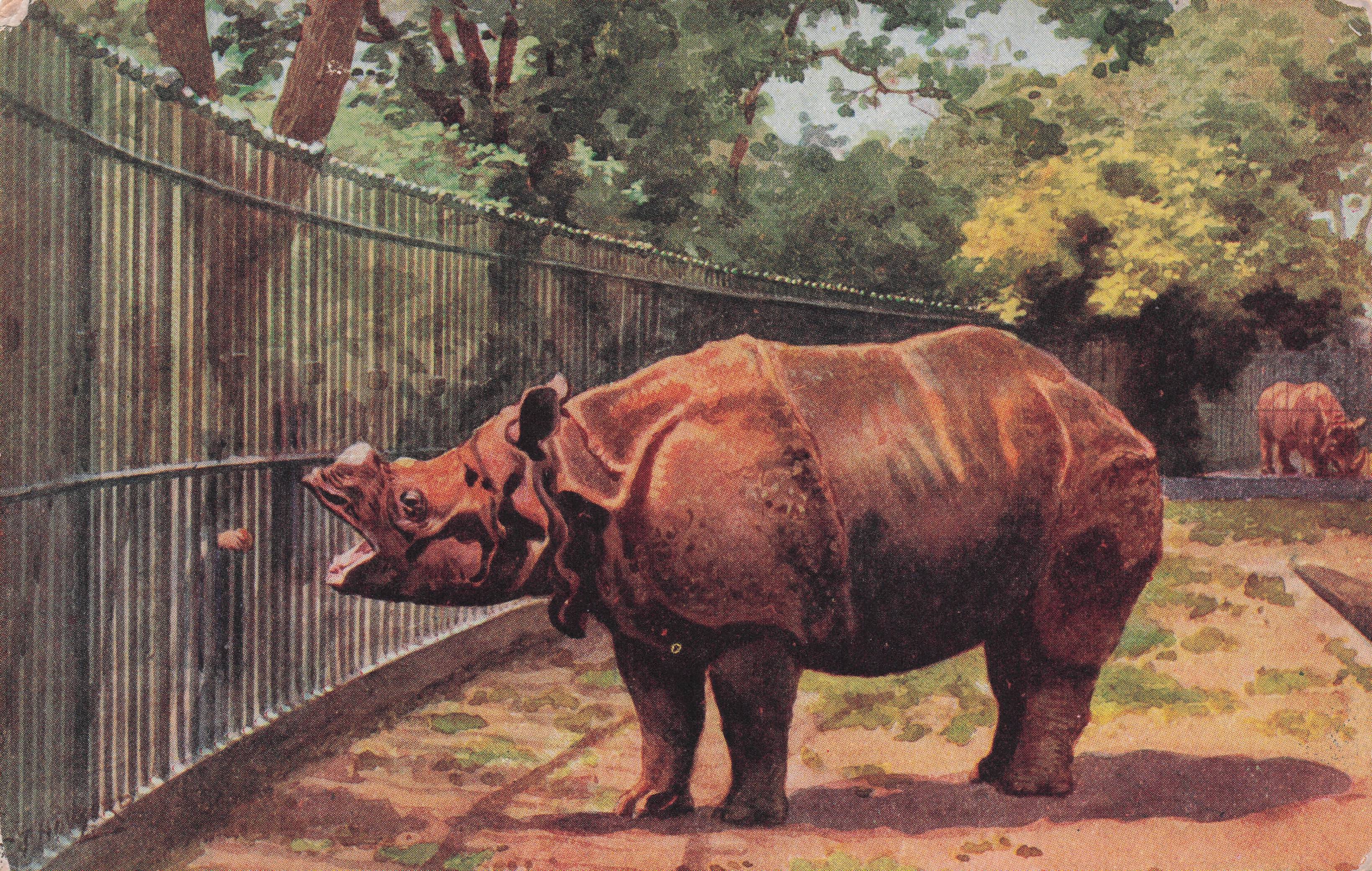 Rhinoceros Roaring At Child In London Zoo Old Painting Postcard