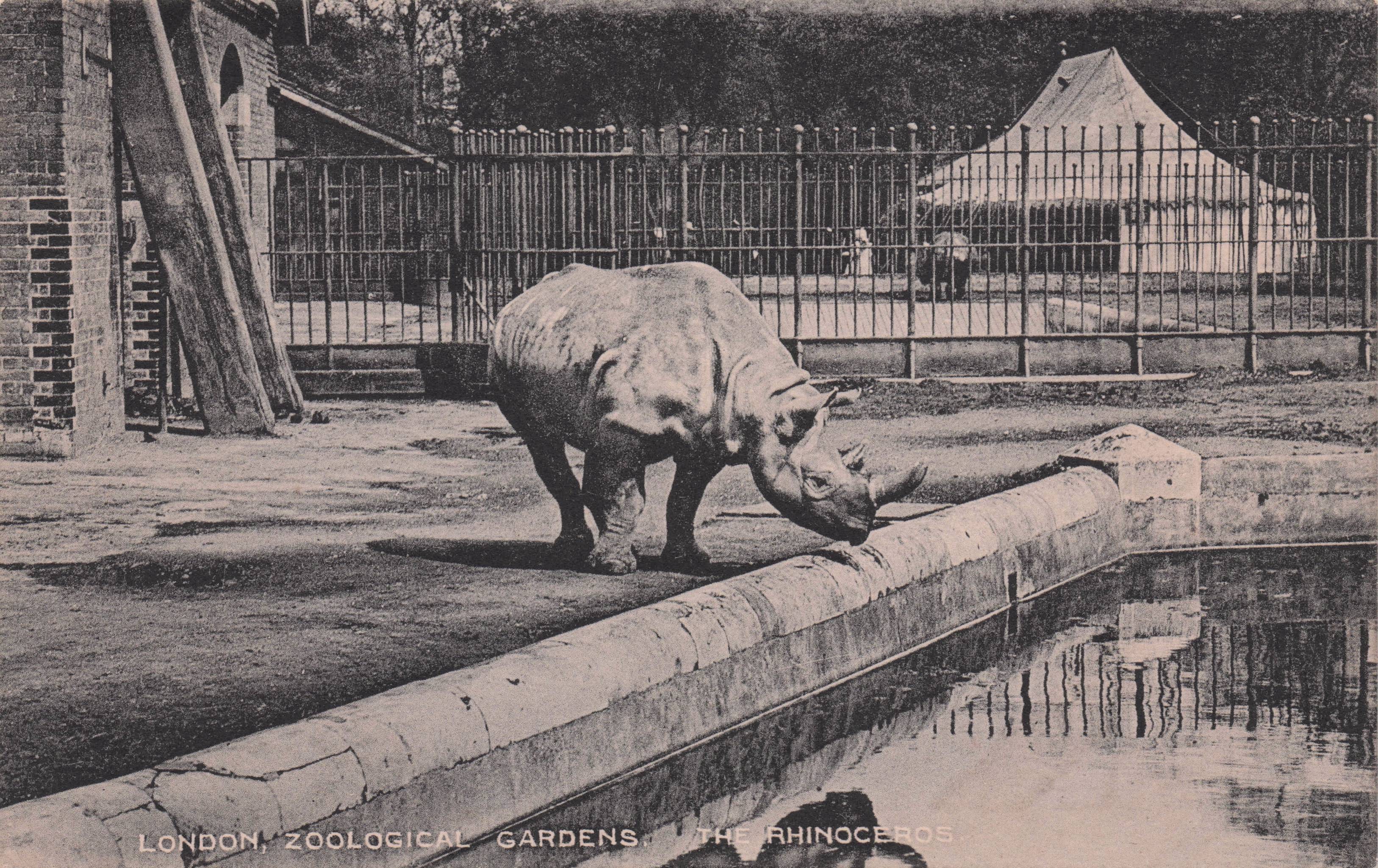 Rhinoceros at London Zoo Taking A Drink Rare Antique Postcard