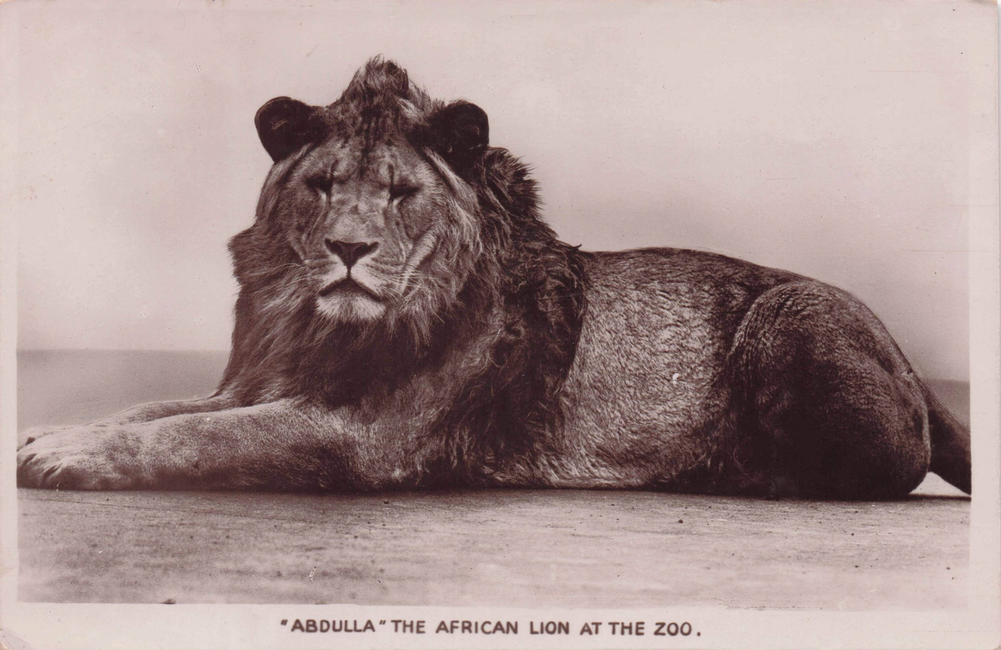 Abdulla African Lion At London Zoo Rare Real Photo Old Postcard