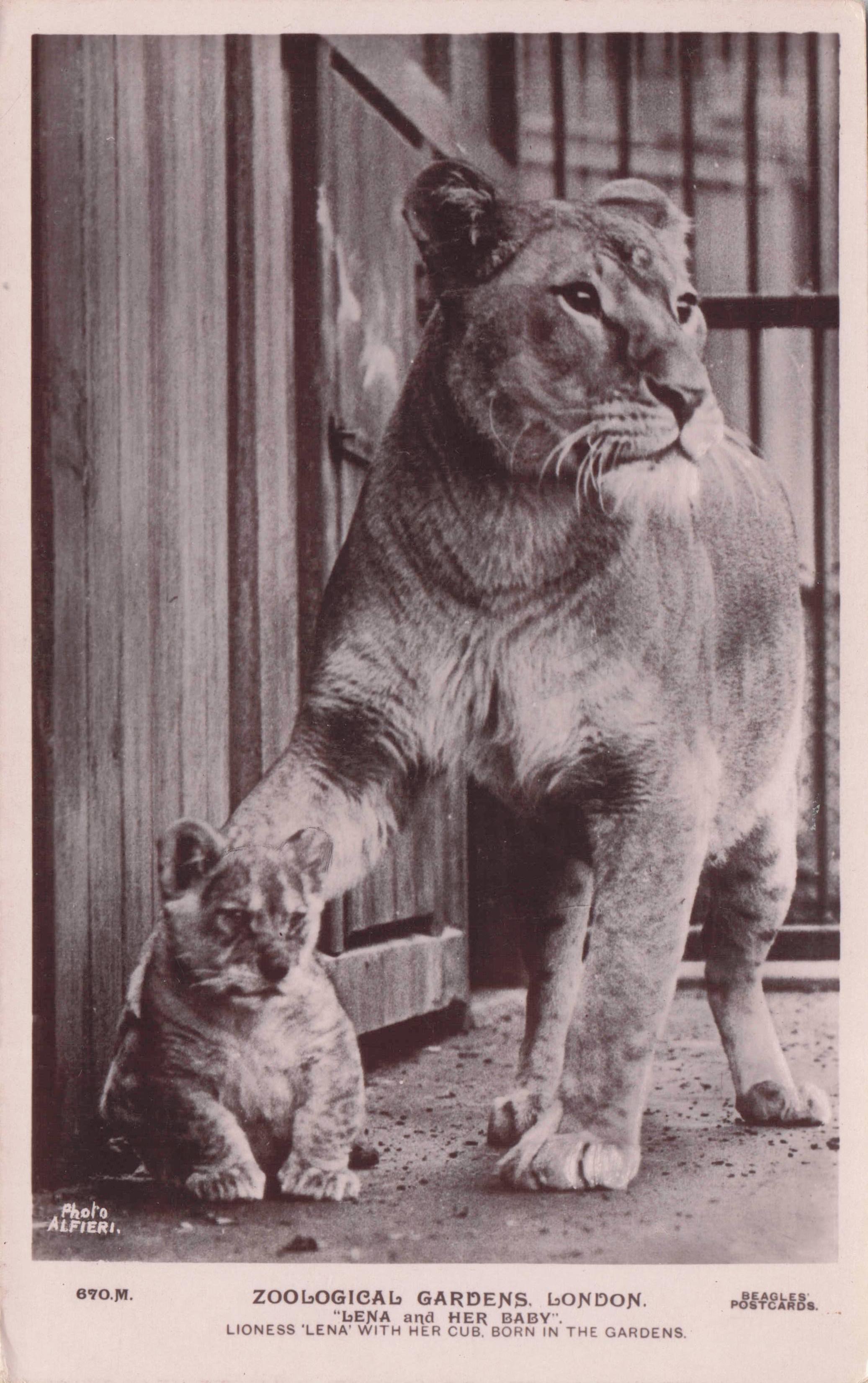 Lena London Zoo Lioness & Her Cub Baby Born At Zoo Antique RPC Postcard