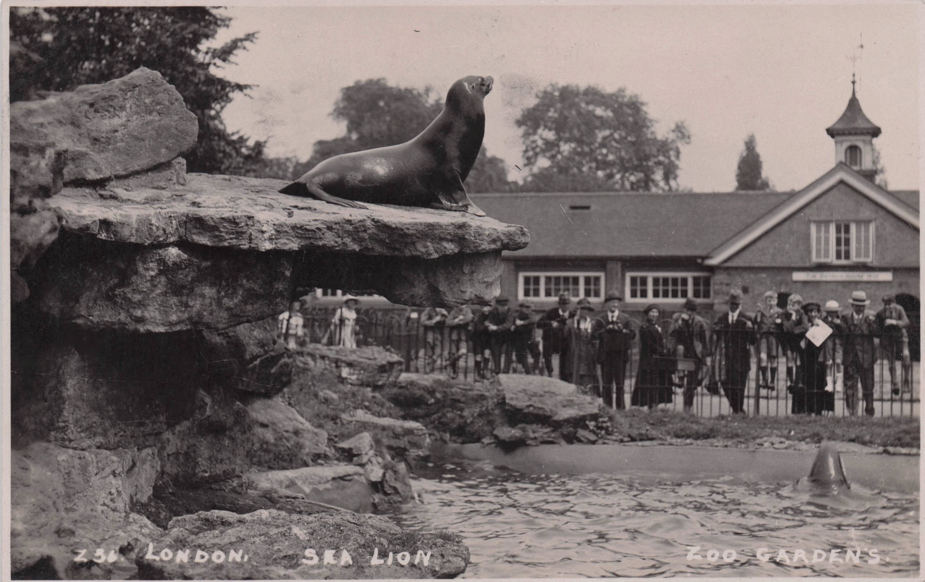 London Zoo Sea Lion Barking At Crowds Old Rare Real Photo Postcard