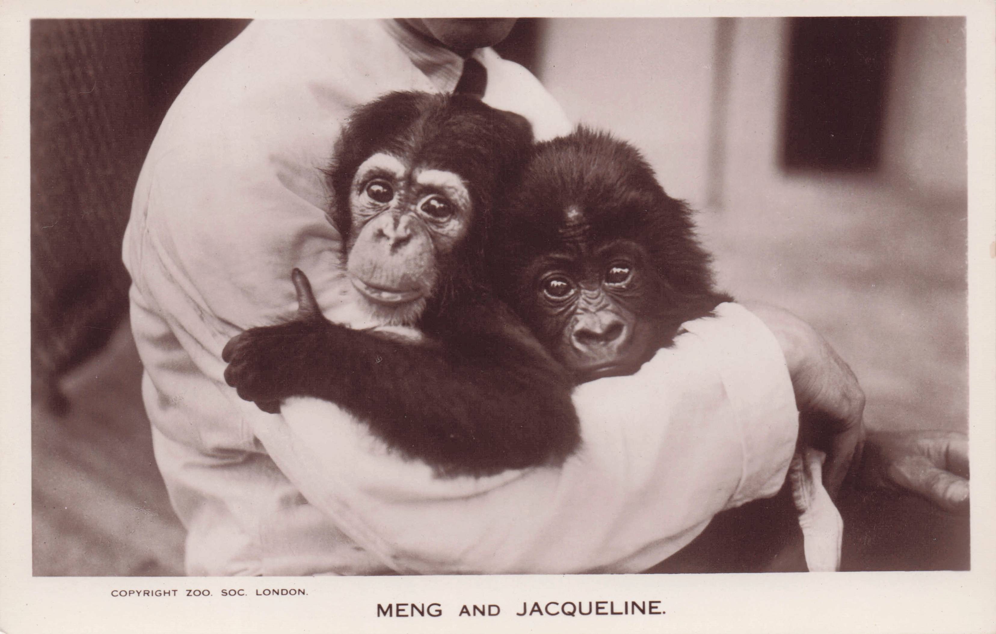 Meng & Jacqueline London Zoo Baby Chimpanzees Real Photo Postcard