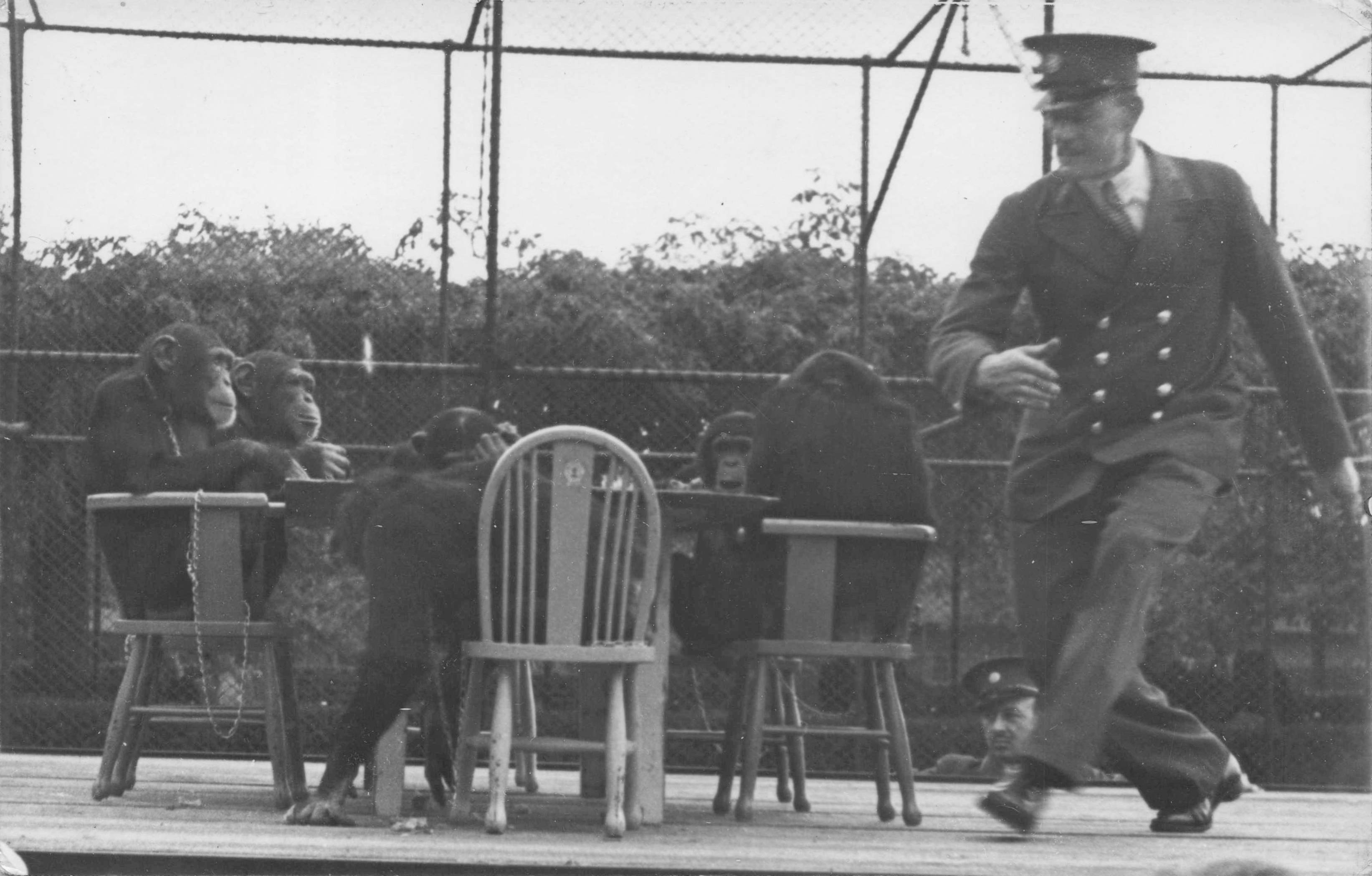 Chimpanzee Tea Party at London Angry Zoo Keeper Rare RPC Postcard