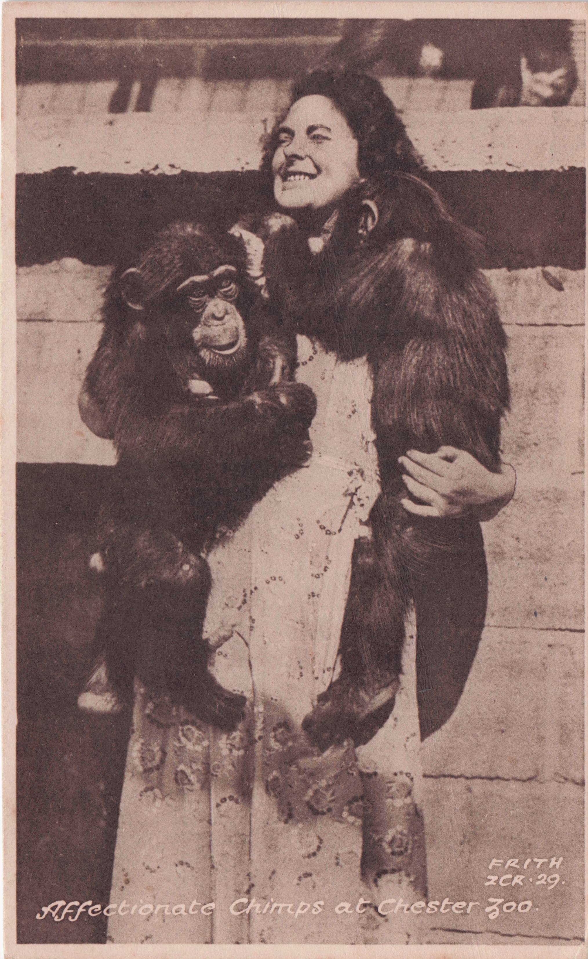 Affectionate Chimpanzees at Chester Zoo Vintage Rare Postcard