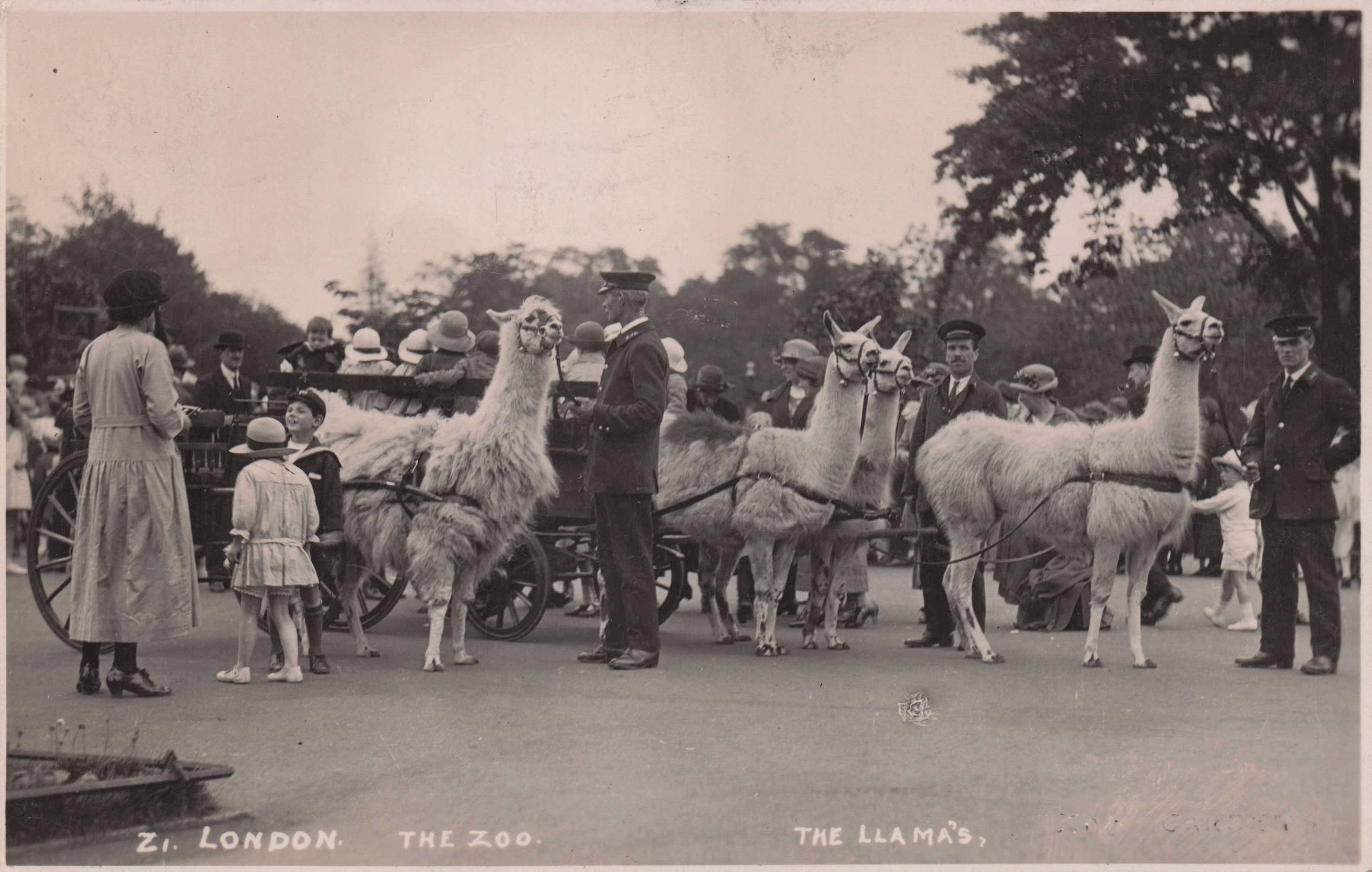 London Zoo Llama Rides & Keeper Guide Antique Rare RPC Old Postcard