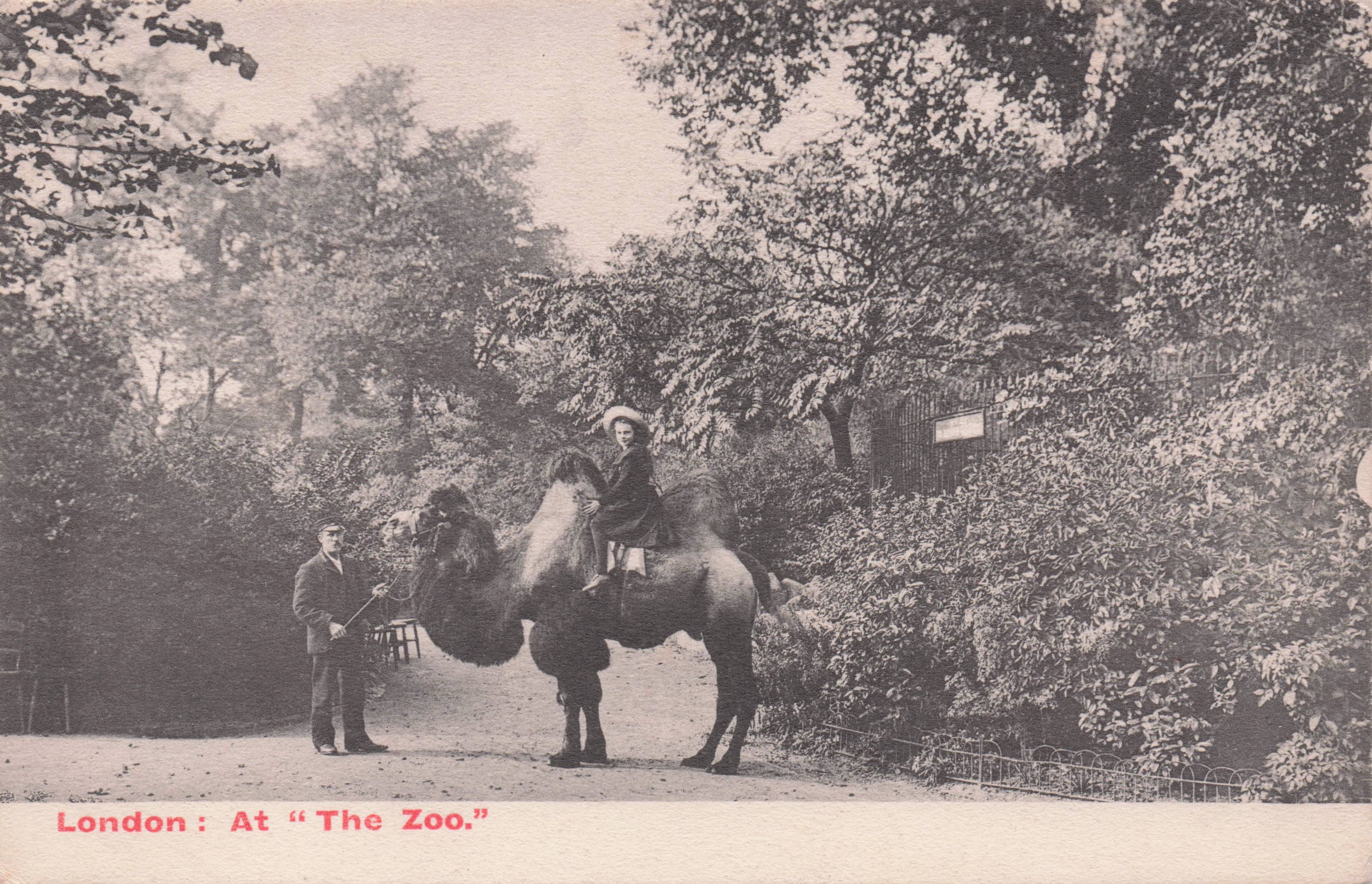 London At The Zoo Camel Riding Regents Park Zoo EFA 522 Postcard