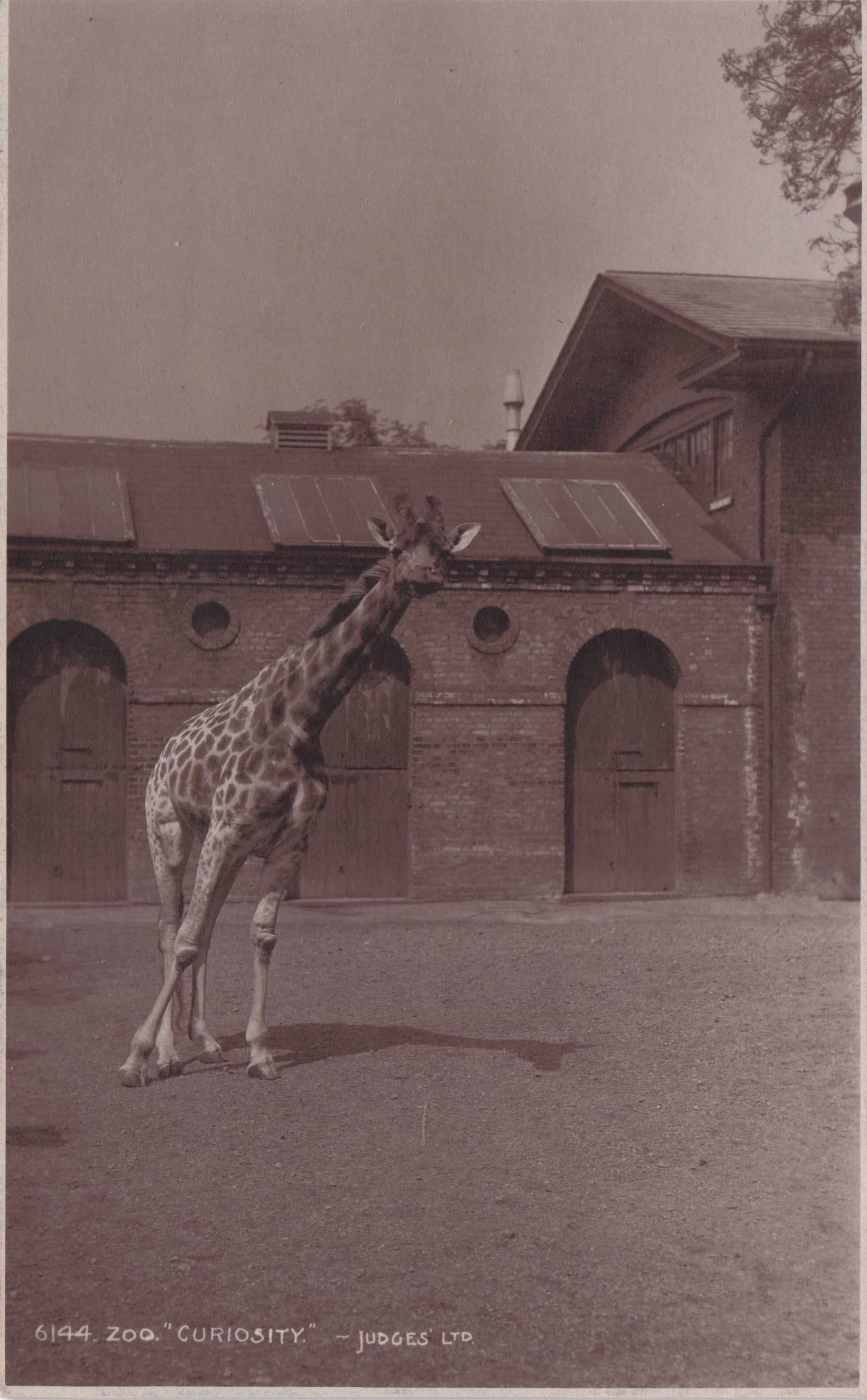Zoo Giraffe Slanting Neck Party Trick Old Judges Animal Postcard