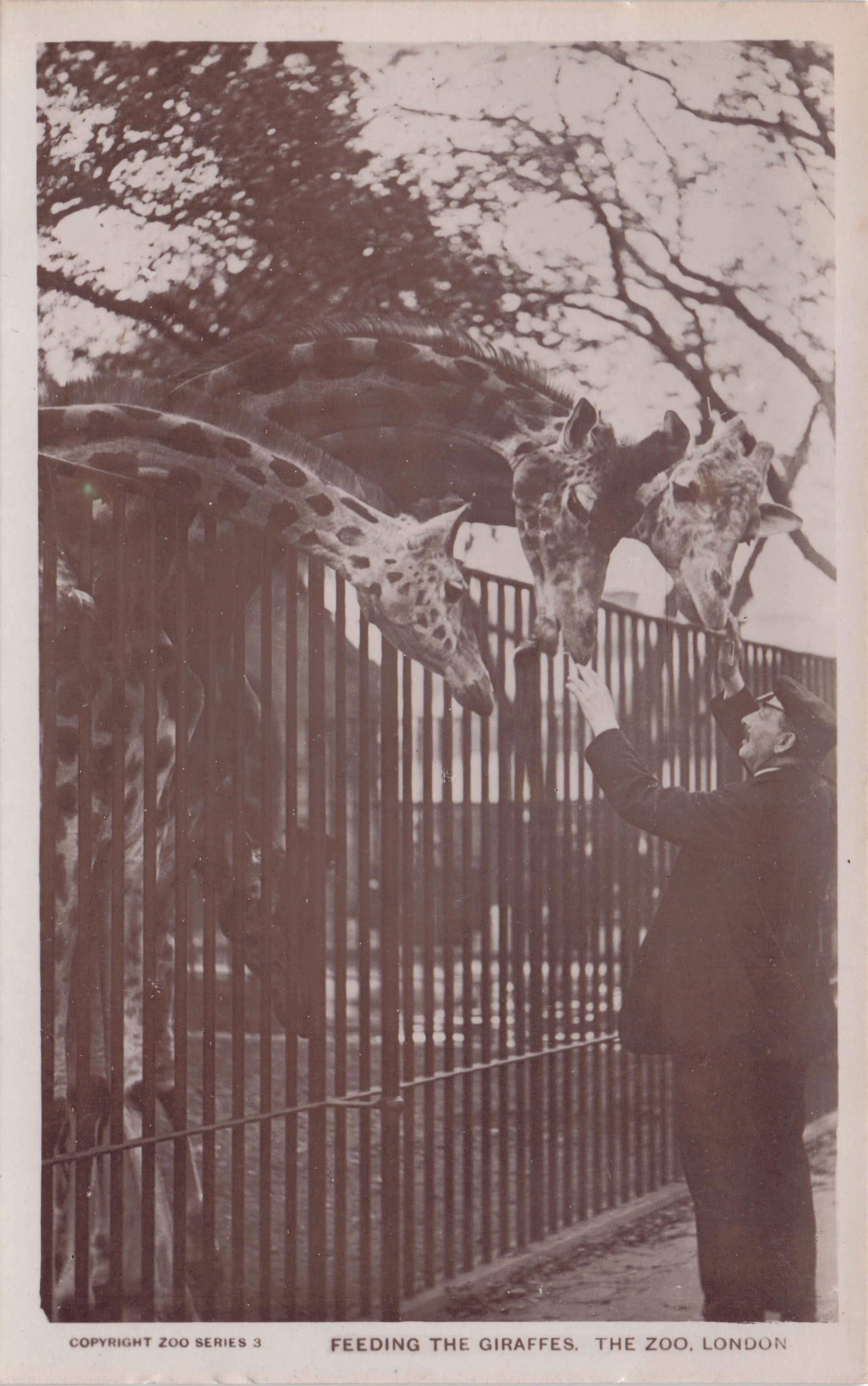 Feeding The London Zoo Giraffes By Keeper Antique Rare RPC Postcard