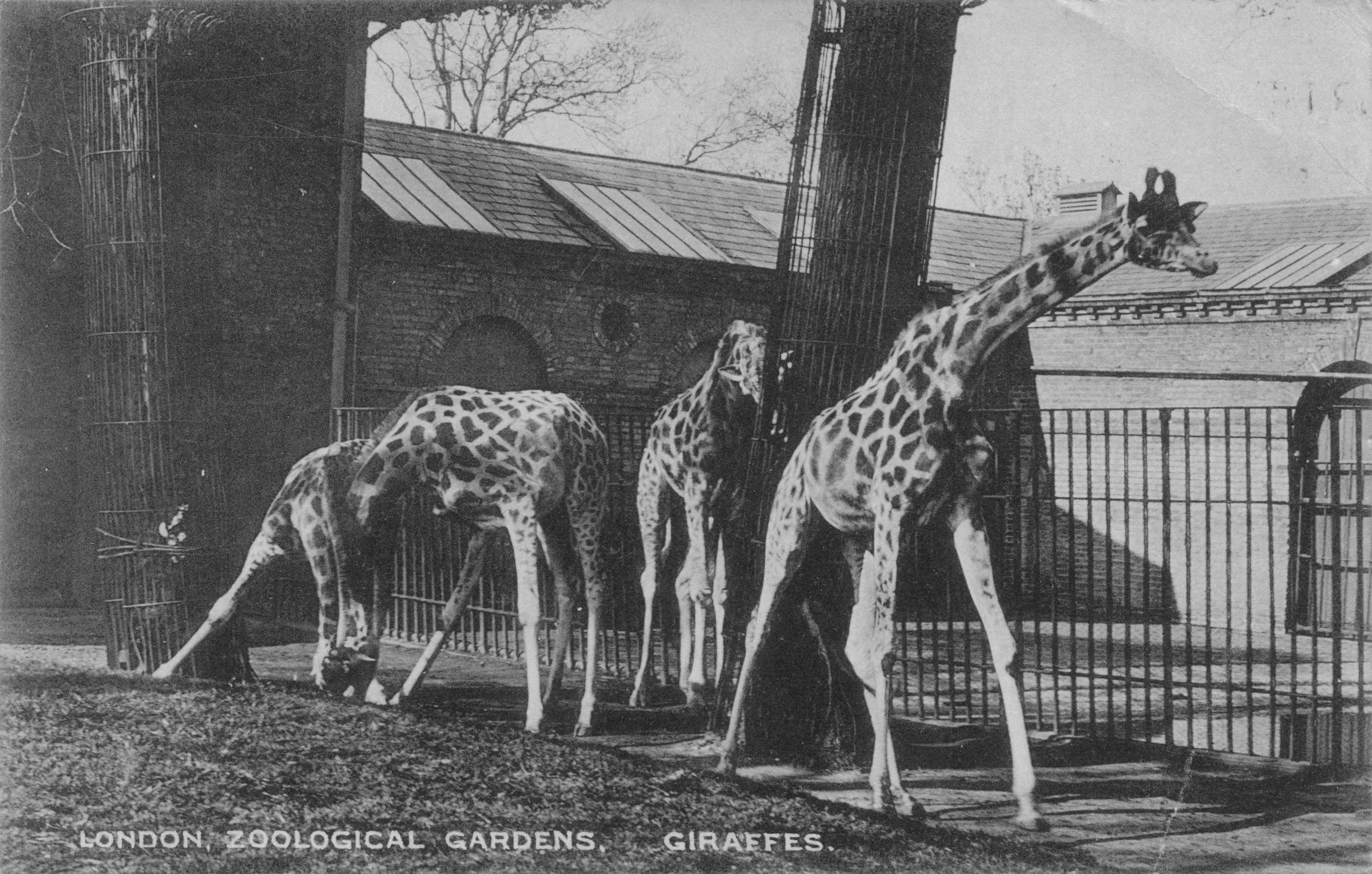 London Zoo Giraffes In WW1 War Old Animal Postcard