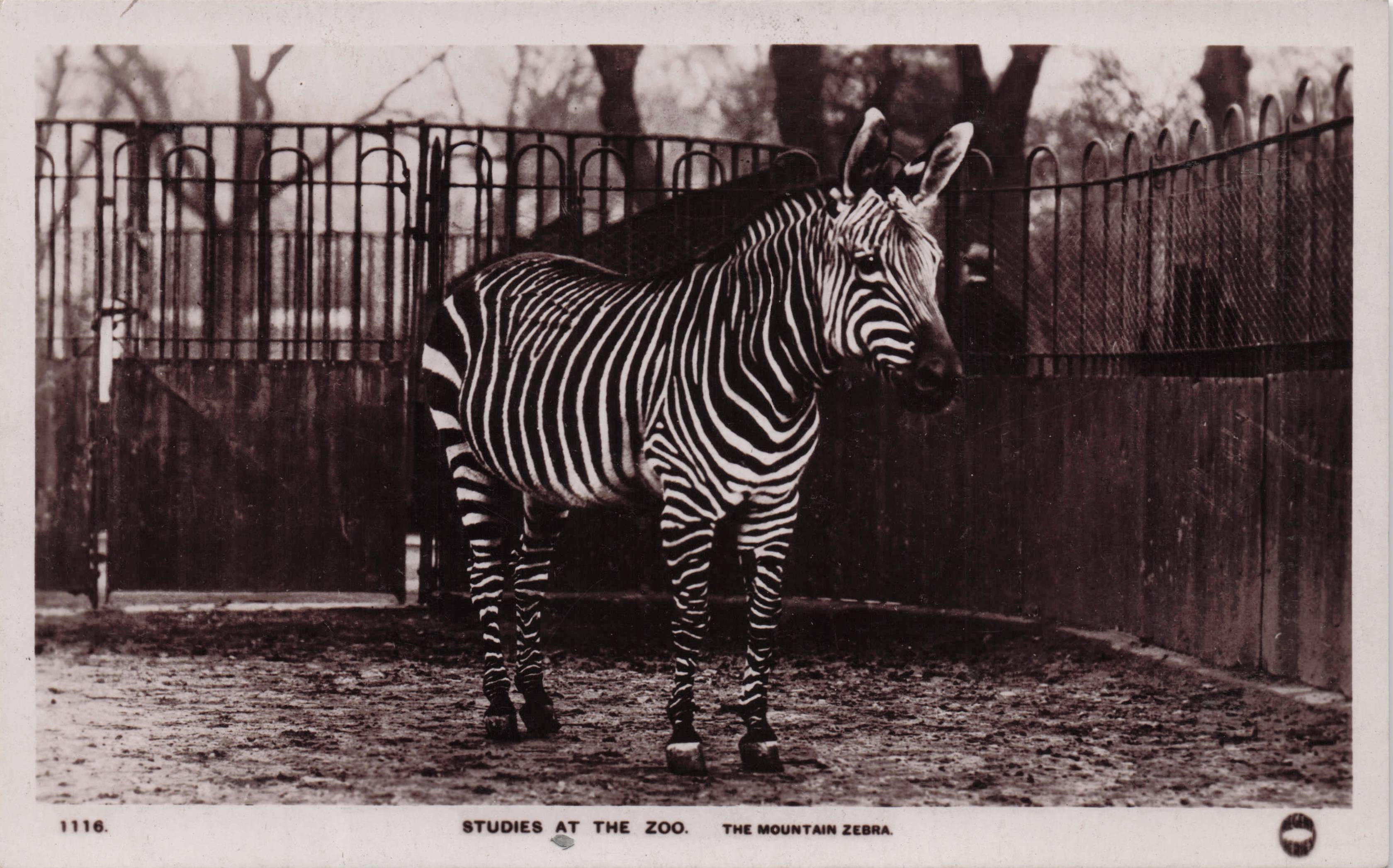 The Mountain Zebra Studies At The Zoo Rare Real Photo Postcard