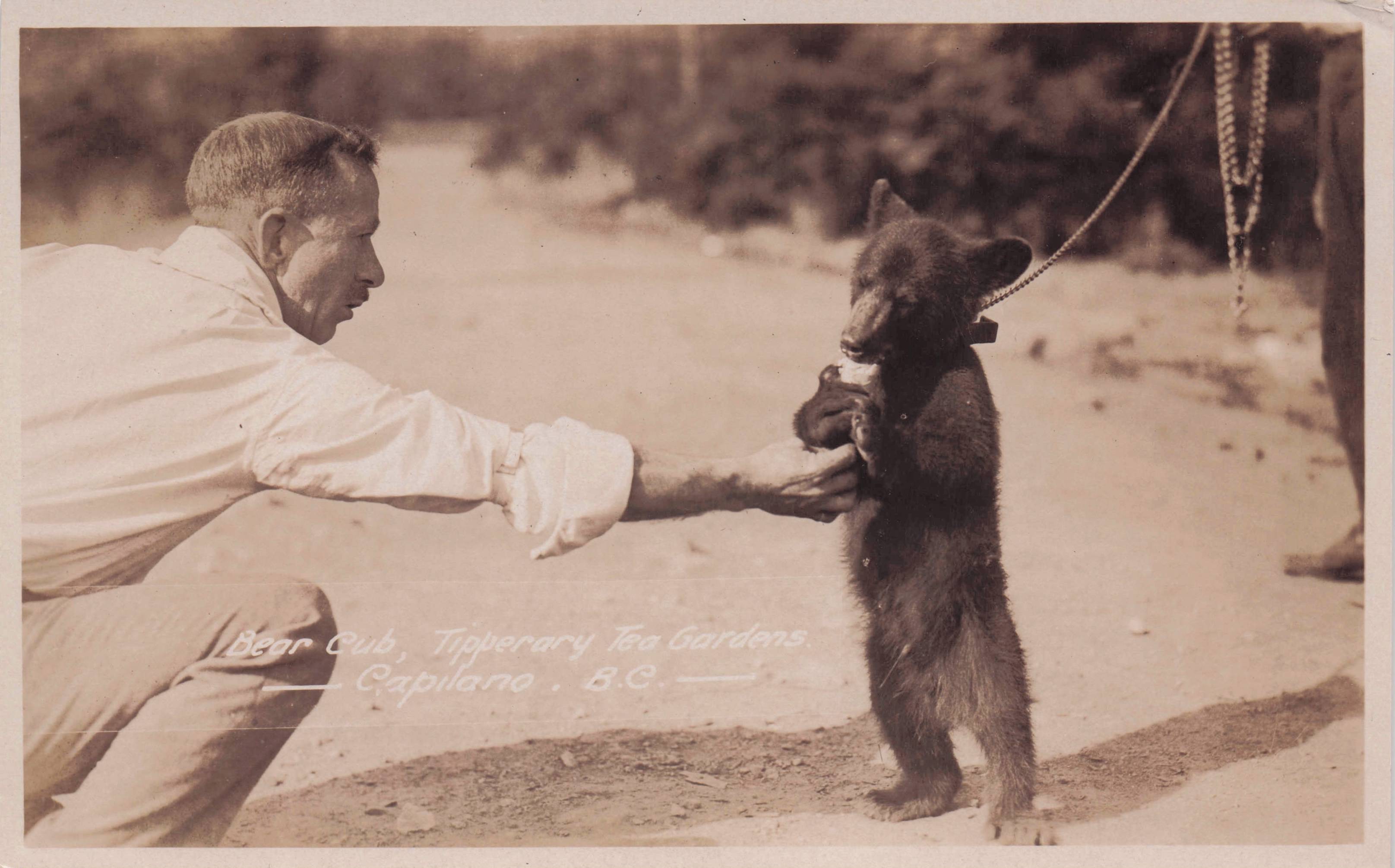 Dancing Bear At Tipperary Tea Gardens Capilano Canada Old RPC Postcard