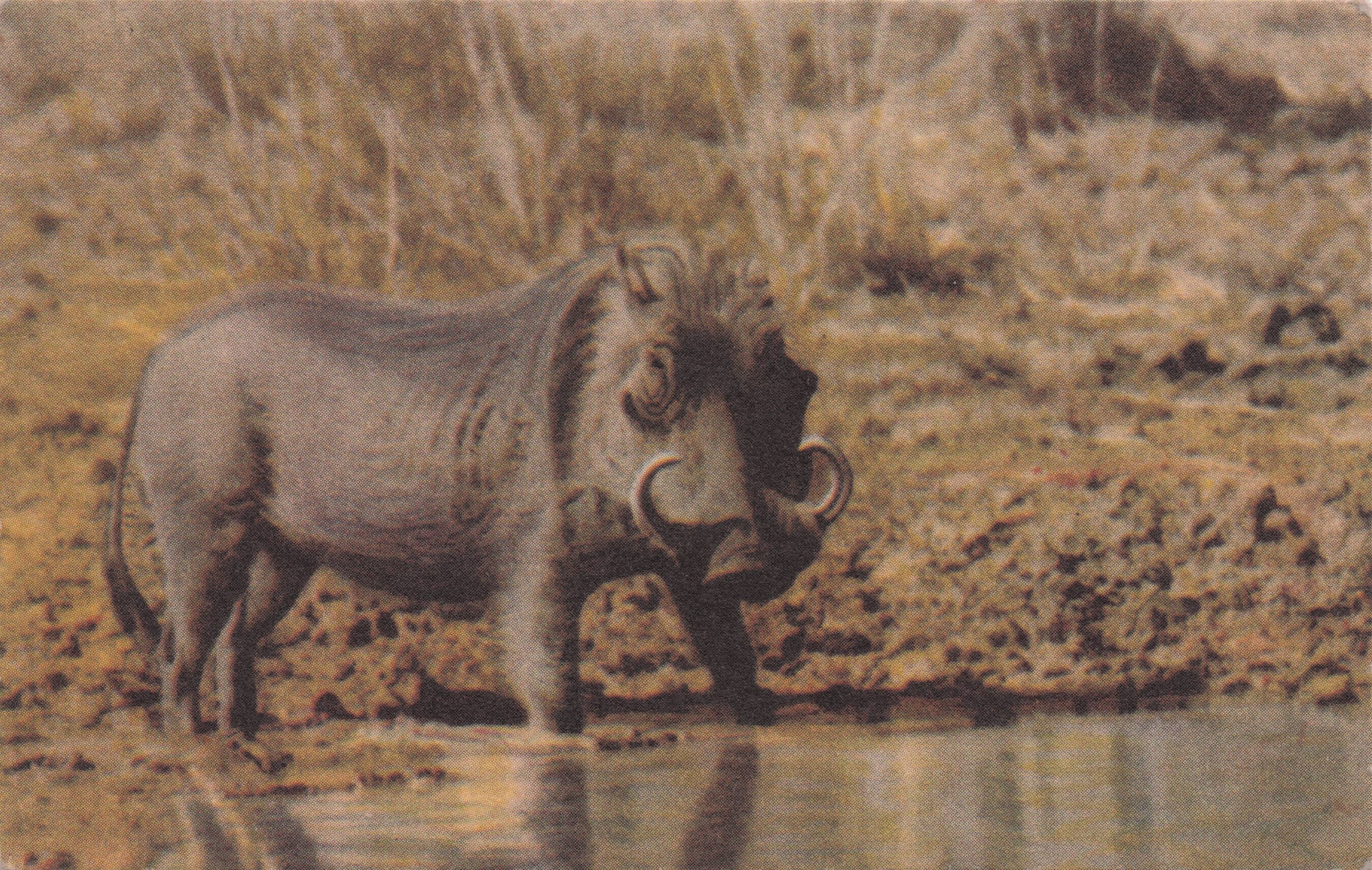 Rhinoceros At Kruger Park South Africa Antique Postcard