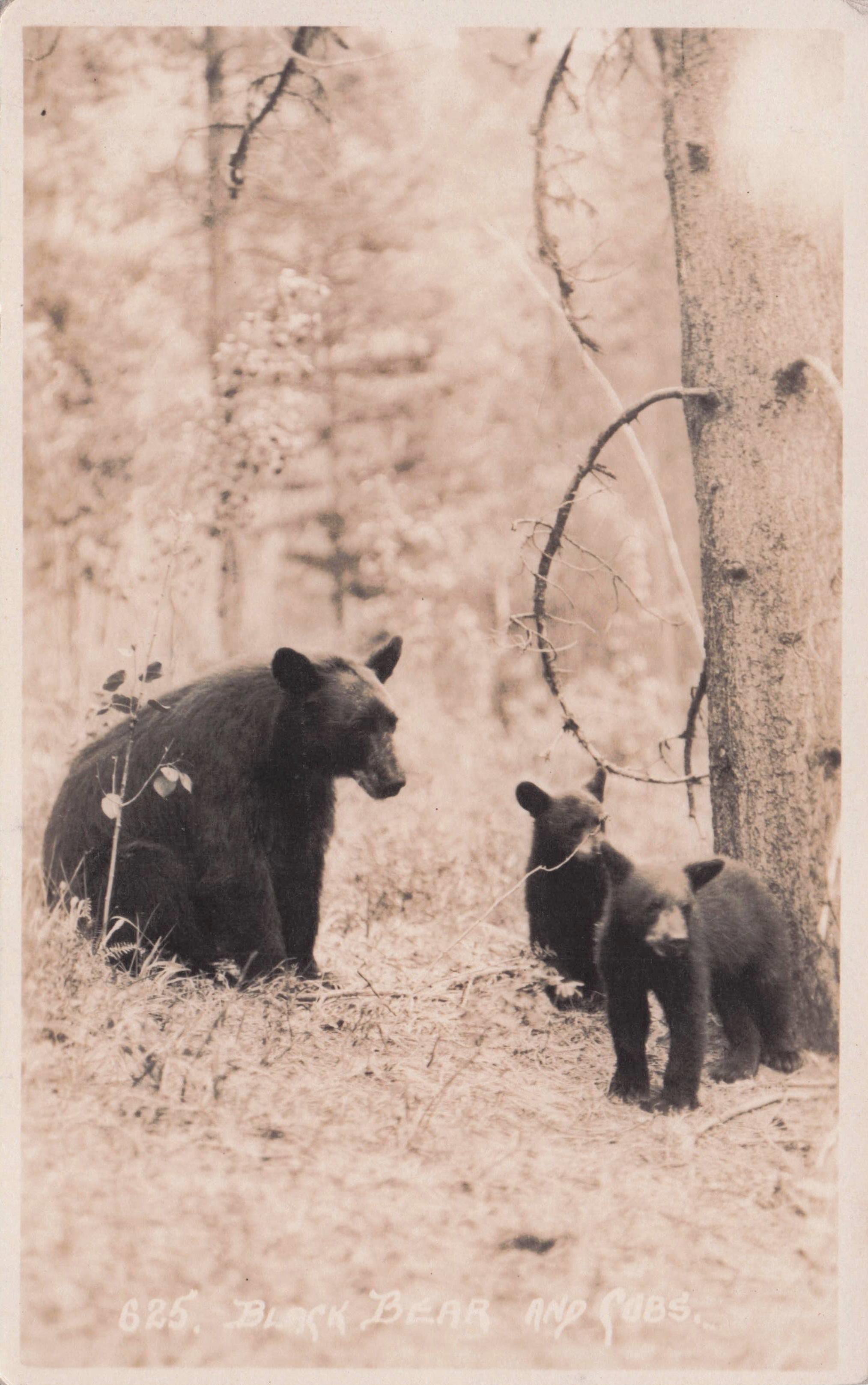 Banff Alberta Black Bear & Cubs Canada Old RPC Postcard
