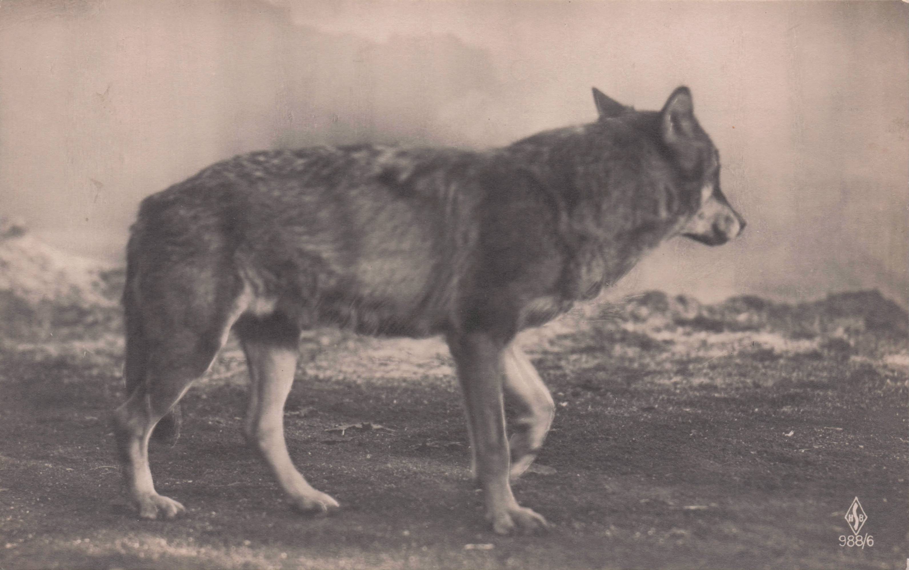 Timber Wolves Wolf Prowling Antique Rare Postcard
