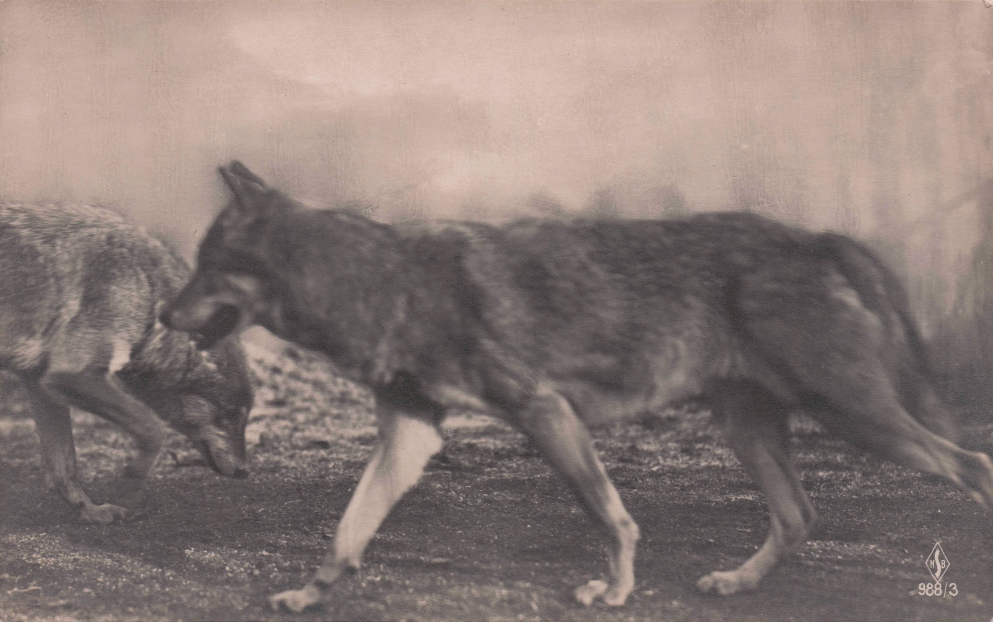 Timber Wolf Wolves Prowling Hunting Antique Postcard