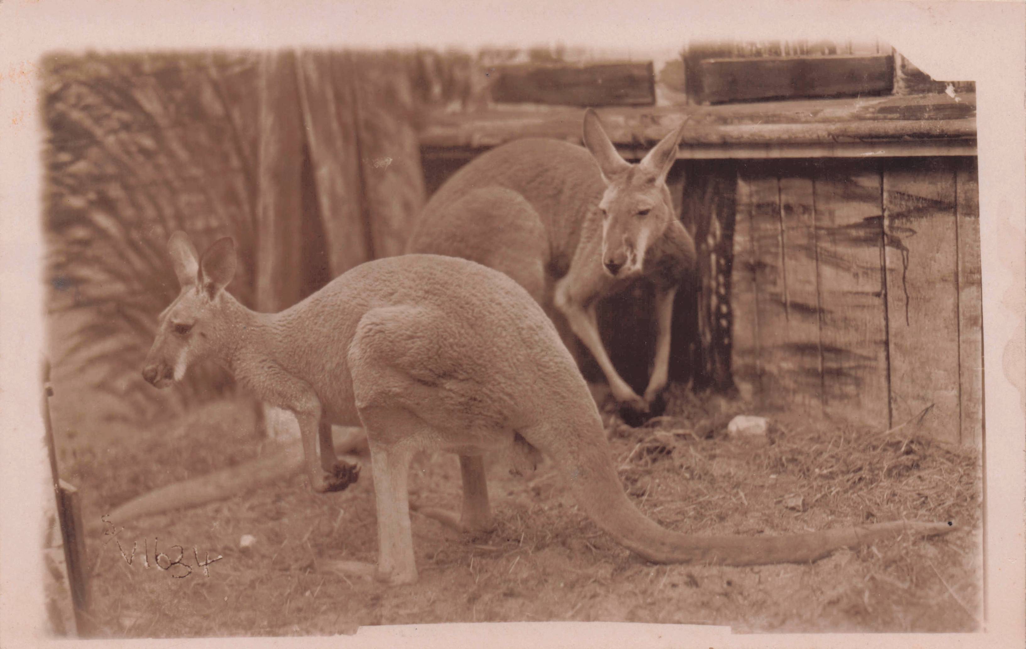 Kangaroos At Margate Dreamland Zoo Antique Real Photo Postcard