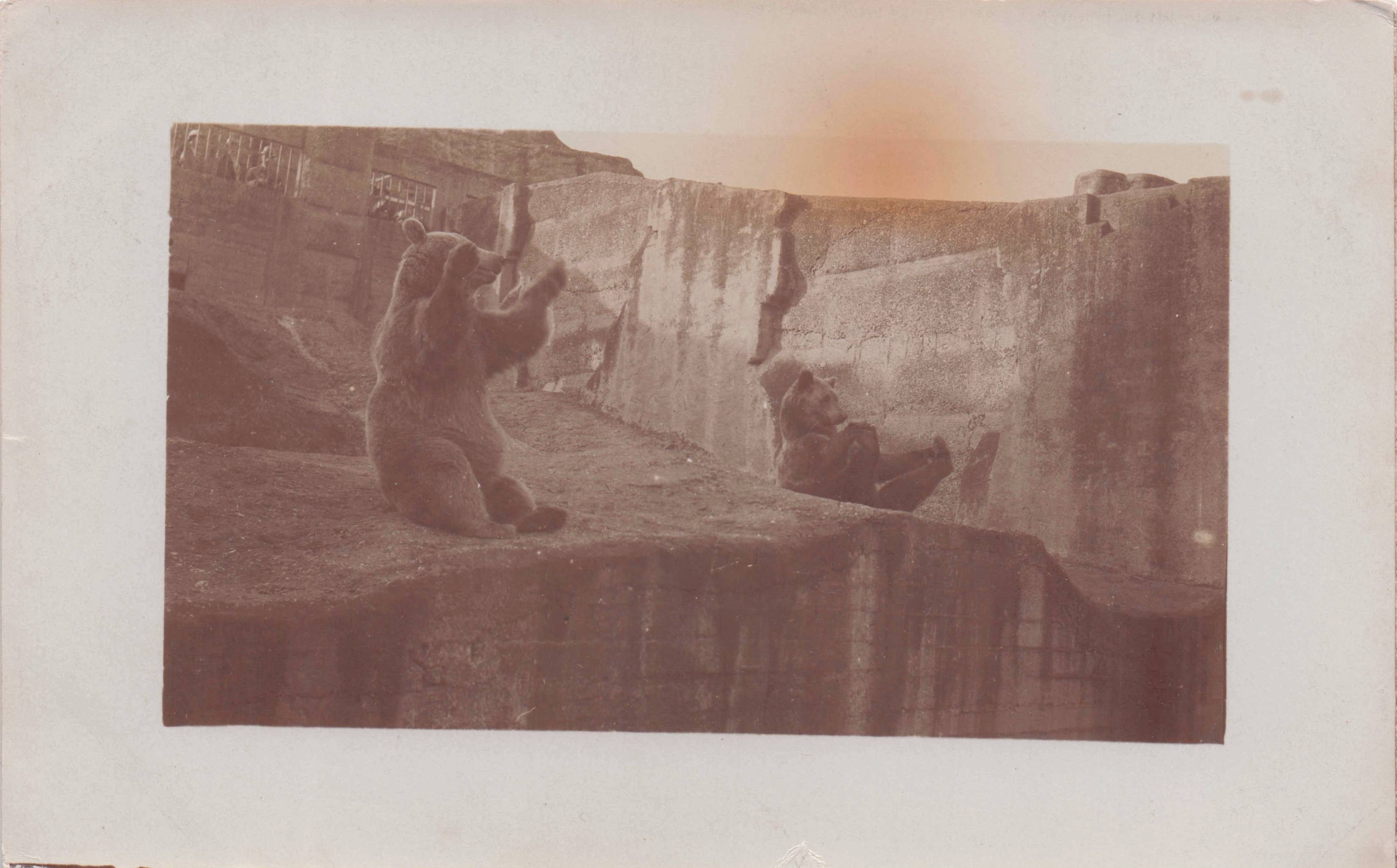 Bears Clapping Paws at London Zoo Real Photo Private Old Postcard