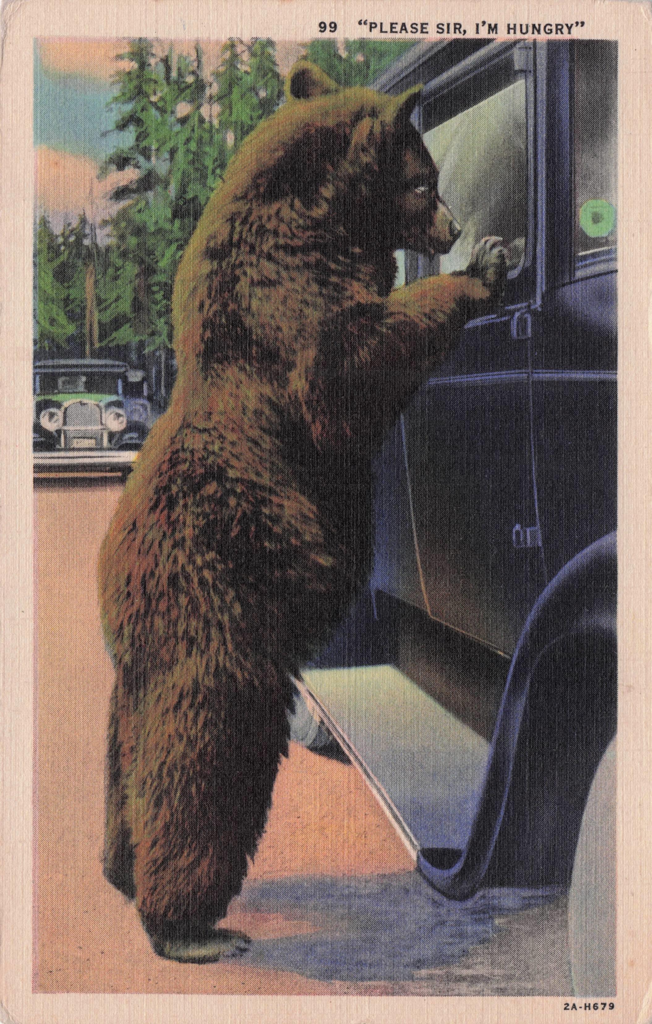 Please Sir I'm Hungry Park Bear Antique USA Linen Postcard