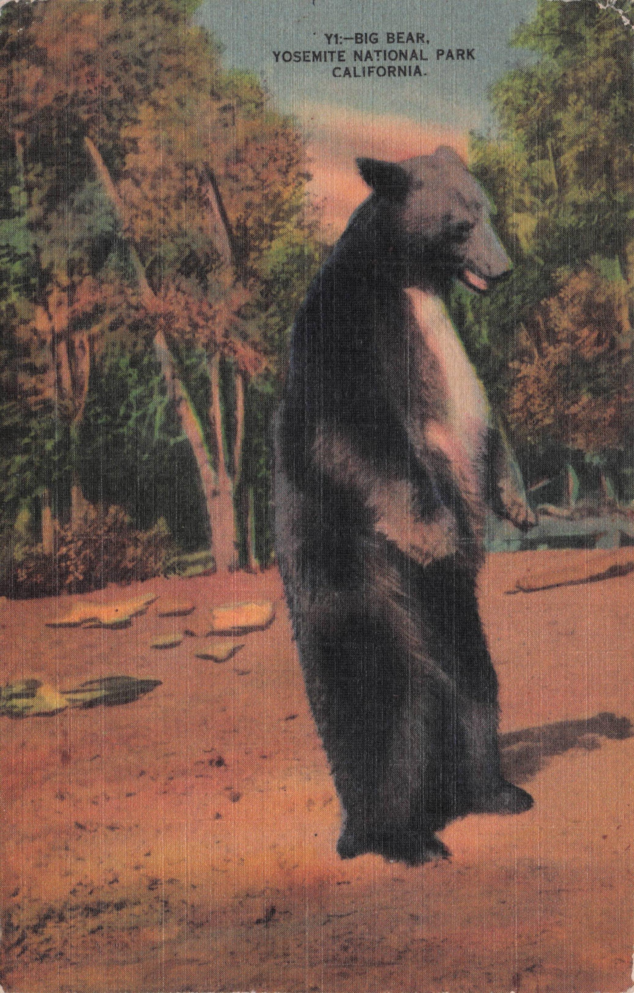 Yosemite Park Bear Doing Handstand Antique Linen USA Postcard