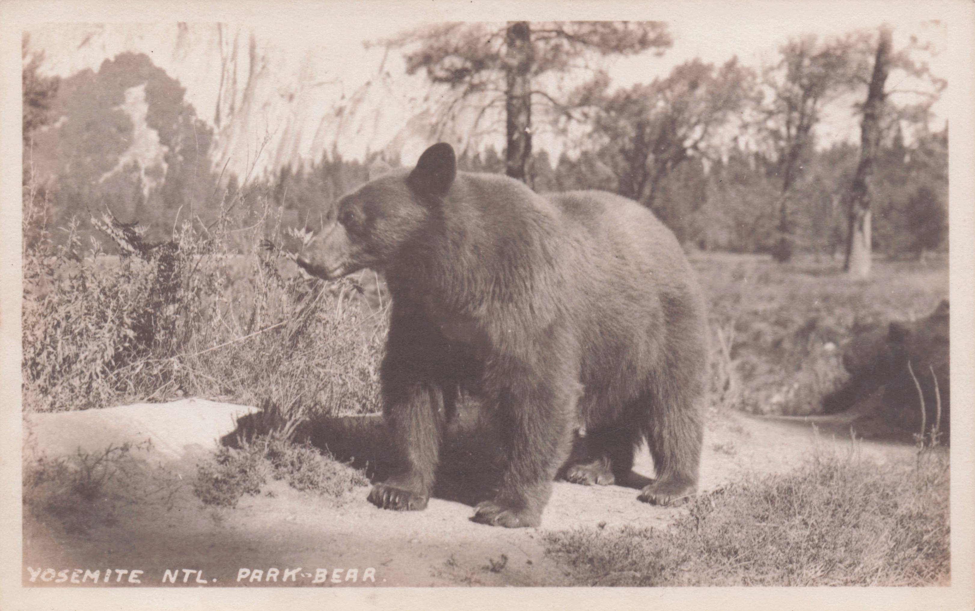 Yosemite National Park Bear Antique American Photo Postcard