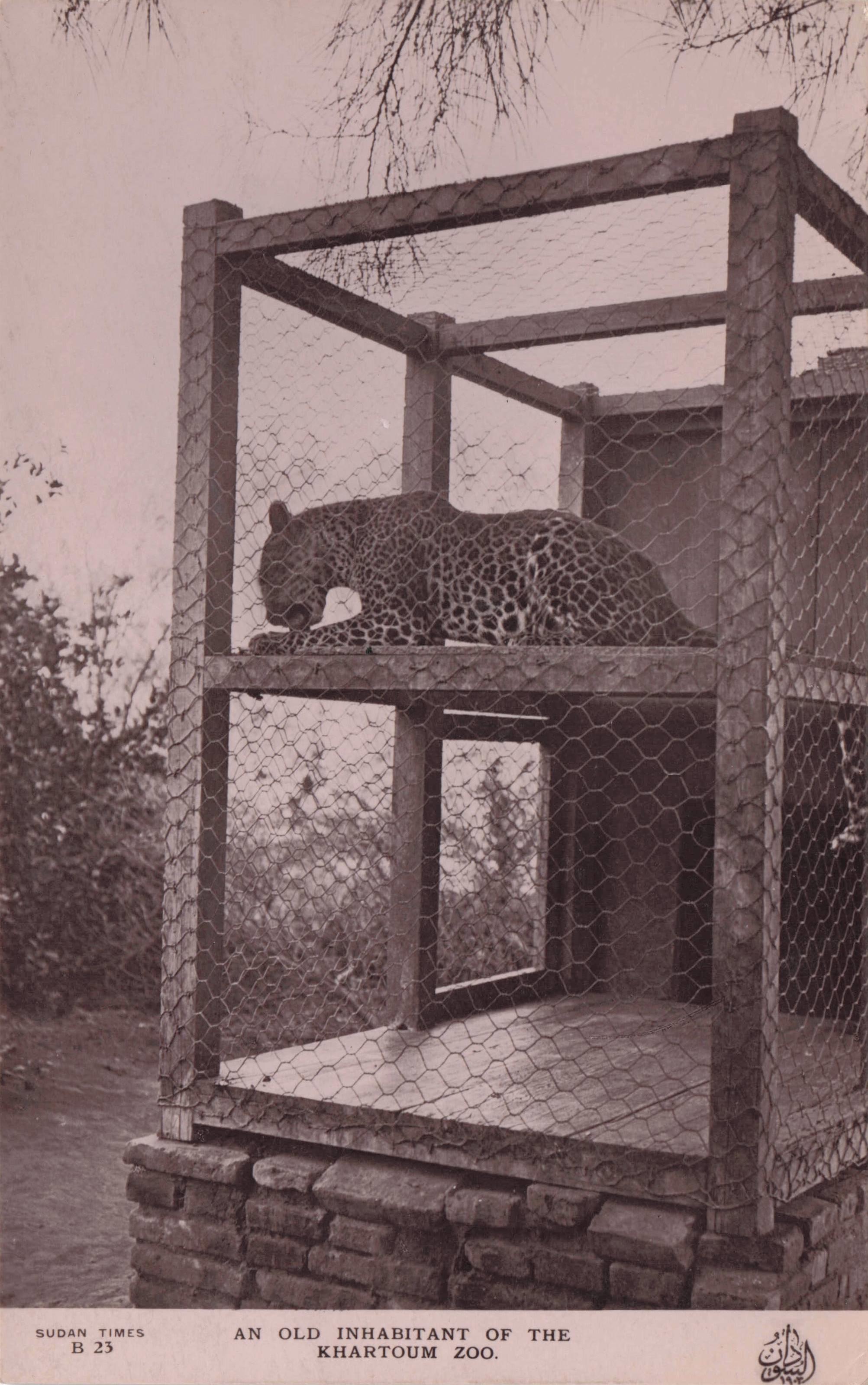 Cheetah Sudan Giant Cat Old Khartoum Zoo Resident RPC Postcard