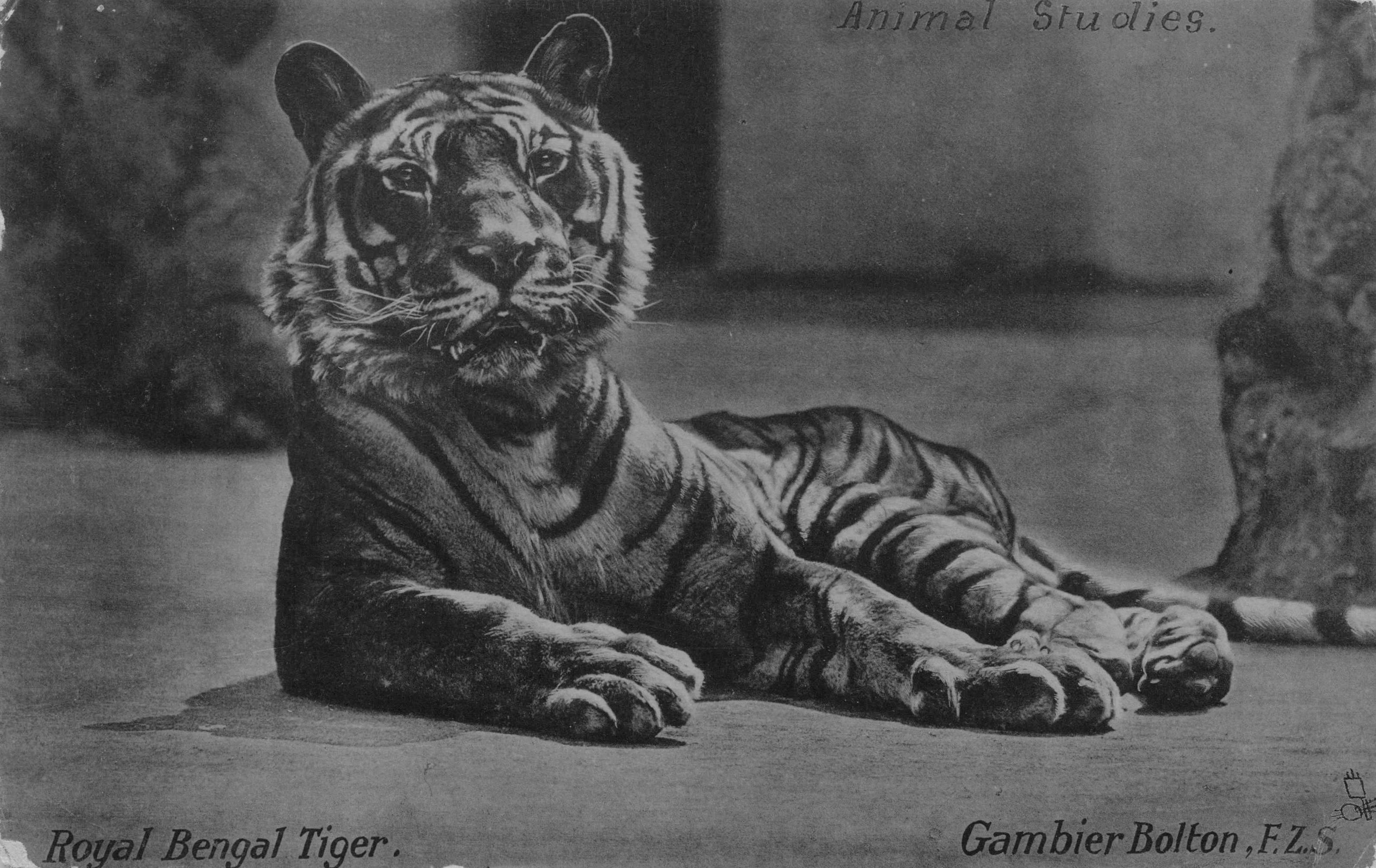 Gambia Bolton Royal African Bengal Tiger Animal Studies Tucks  Postcard