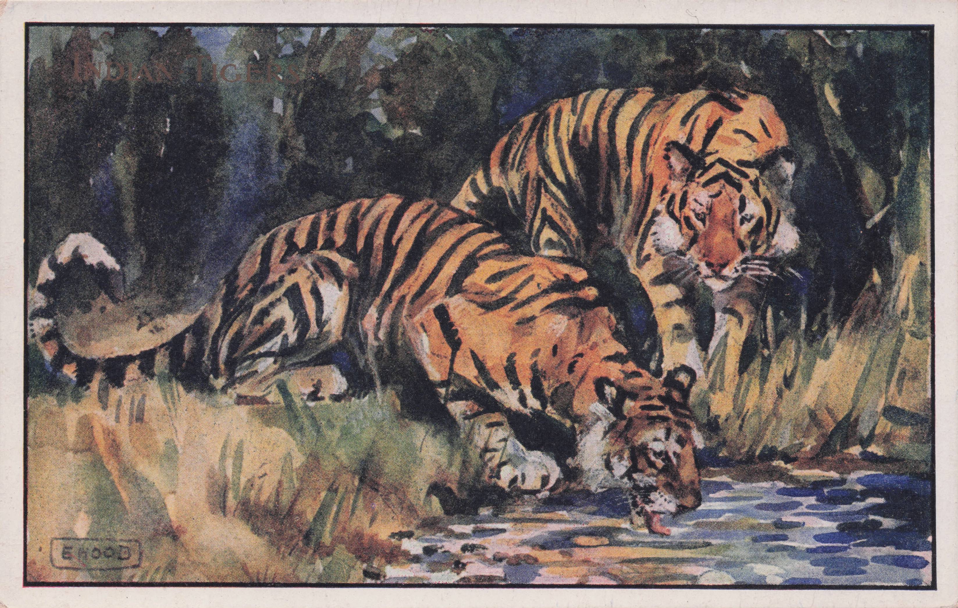 Dehydrated Indian Tigers Humphrey Milford Wildlife Old Postcard