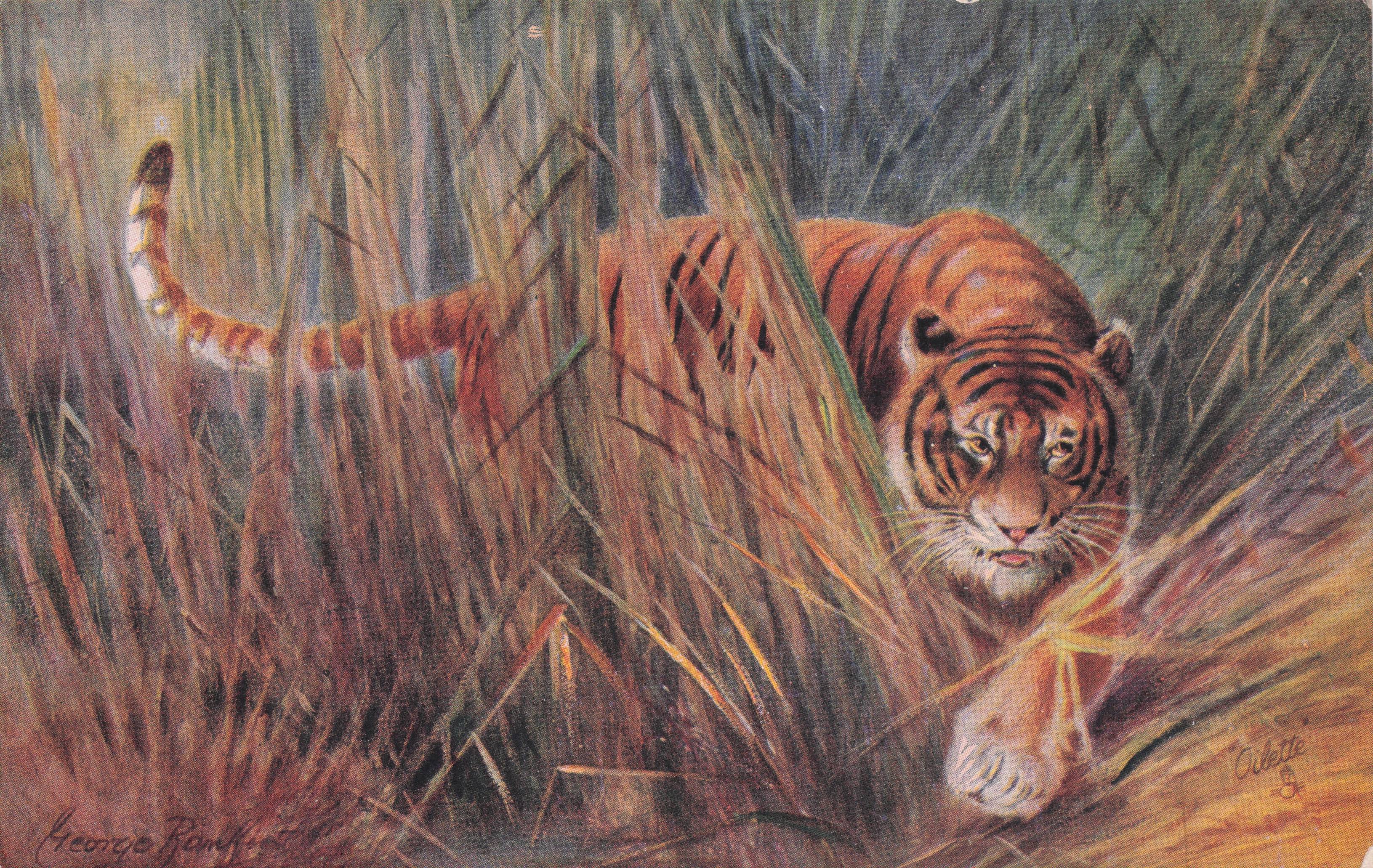 Tiger Waiting To Pounce Tucks Animal Studies Series Old Postcard