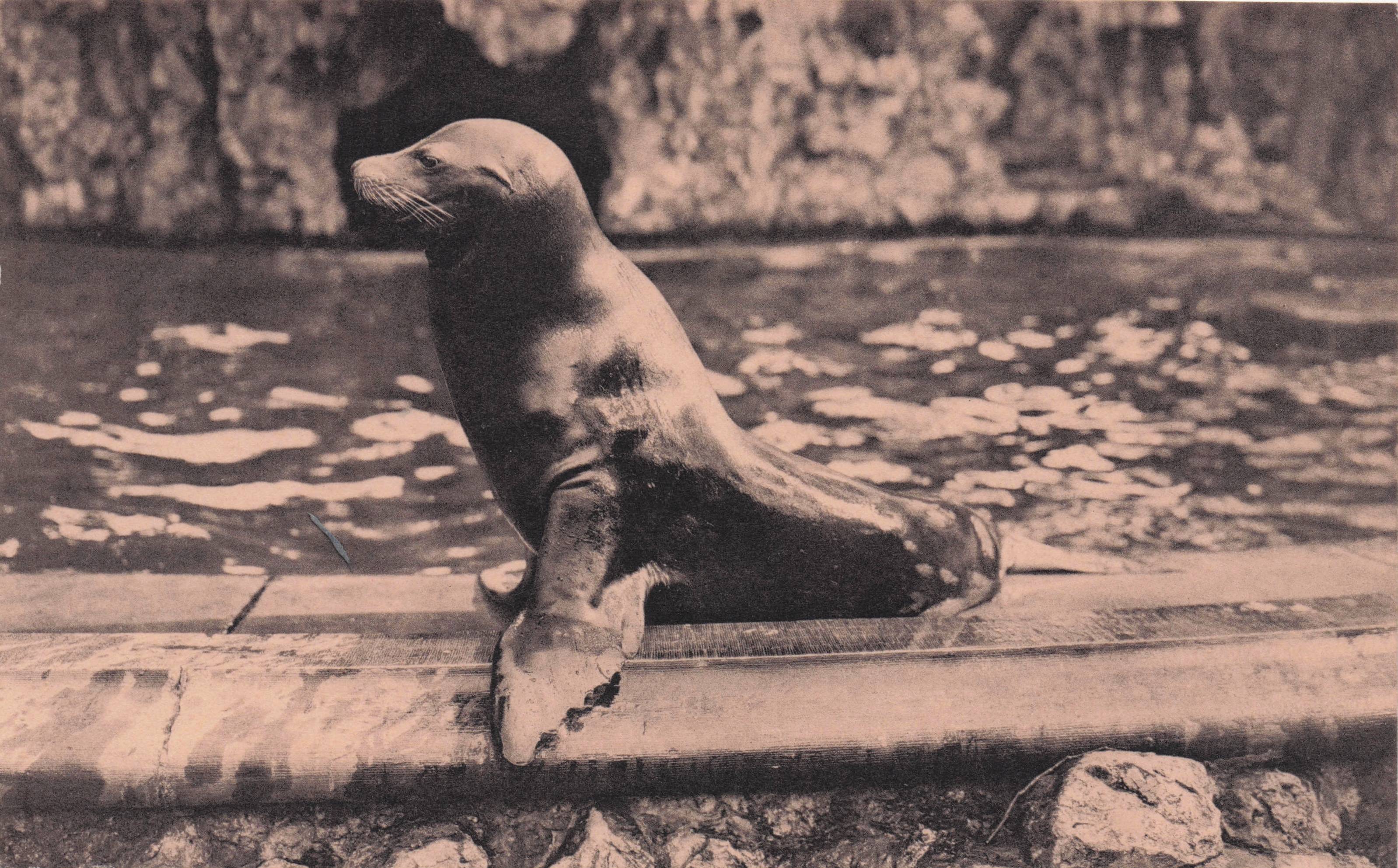 Sea Lion Seal Antwerp Belgium Garden Life Zoo Antique Postcard