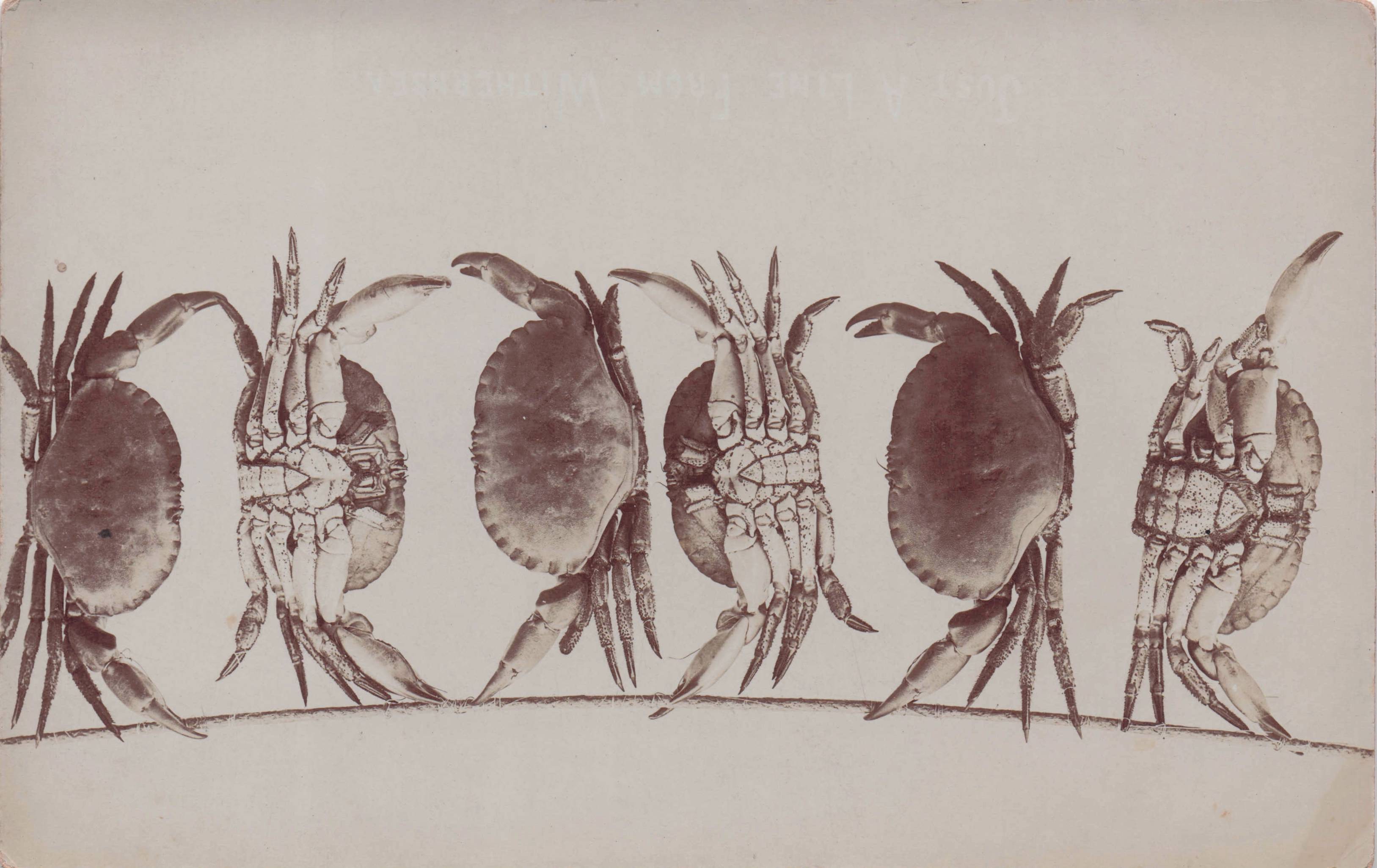 Dancing Crab Fish Collection Antique Sea Life Shells Real Photo Postcard
