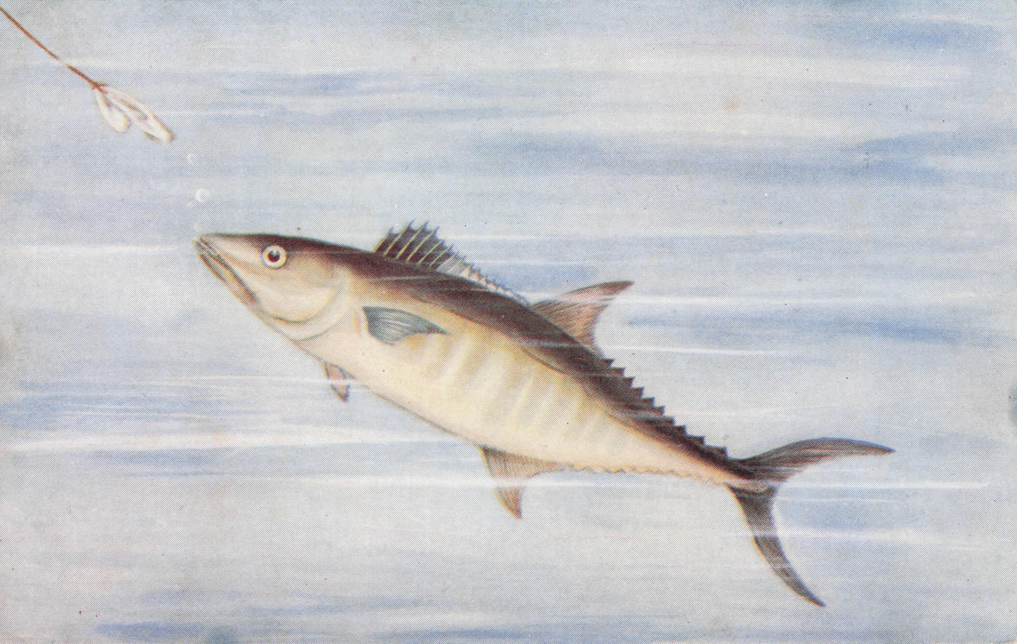 Indian Seer Food Madras Ocean Fish Sea Life Antique Rare Postcard