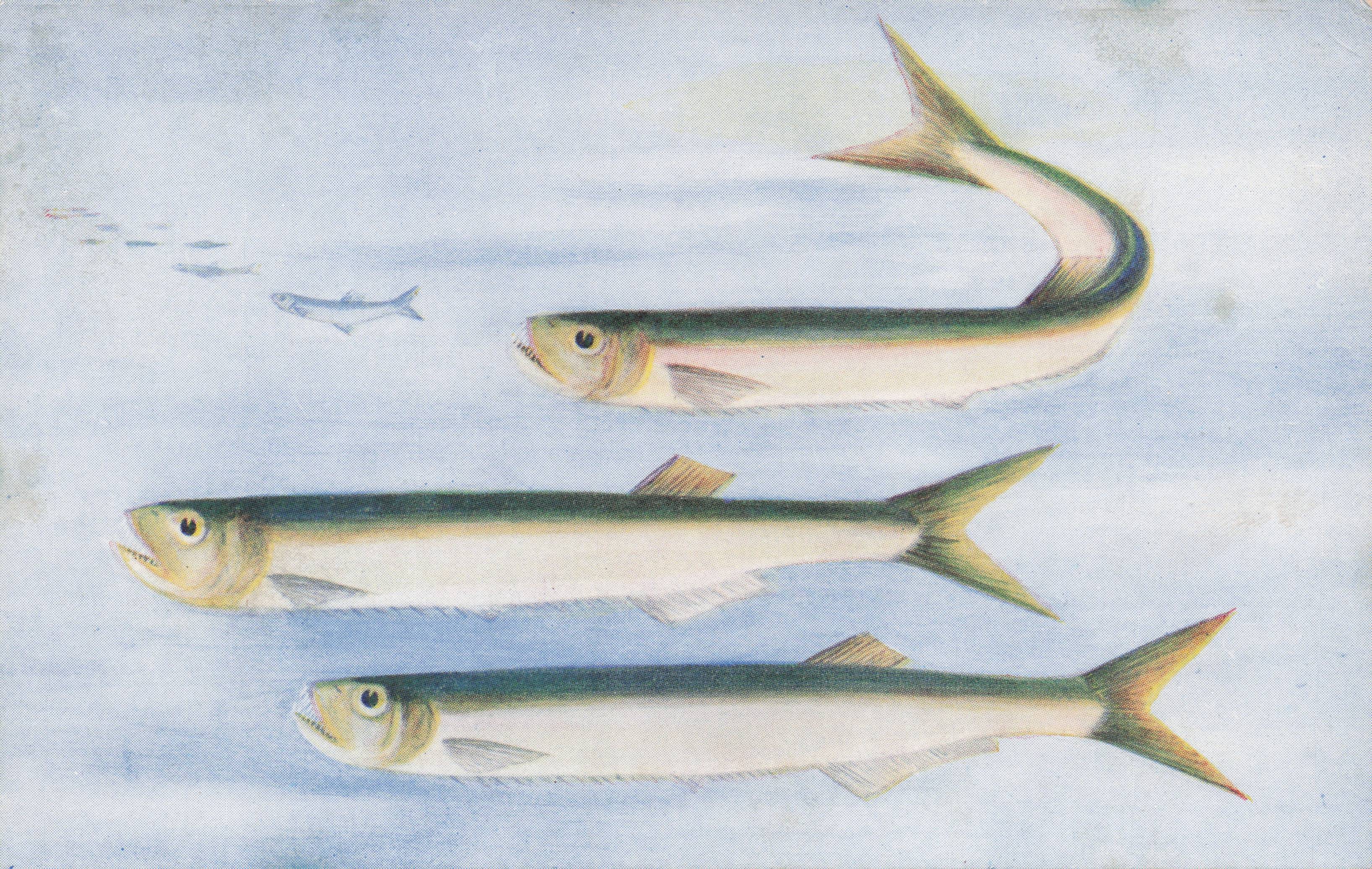 Indian Biter Dorab Madras Ocean Fish Sea Life Antique Rare Postcard