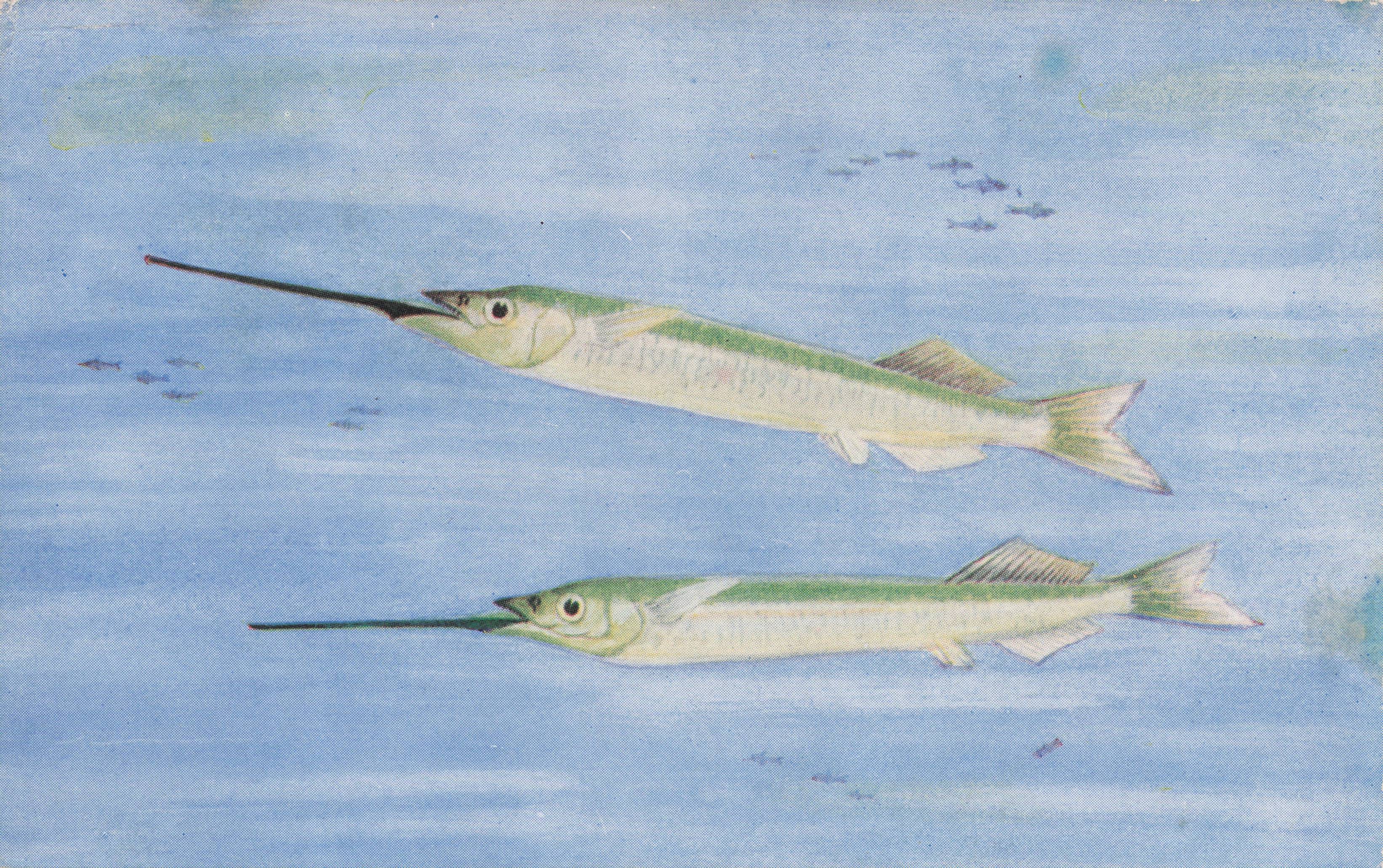 Indian Gar Fish Madras Ocean Half Beaks Sea Life Antique Rare Postcard