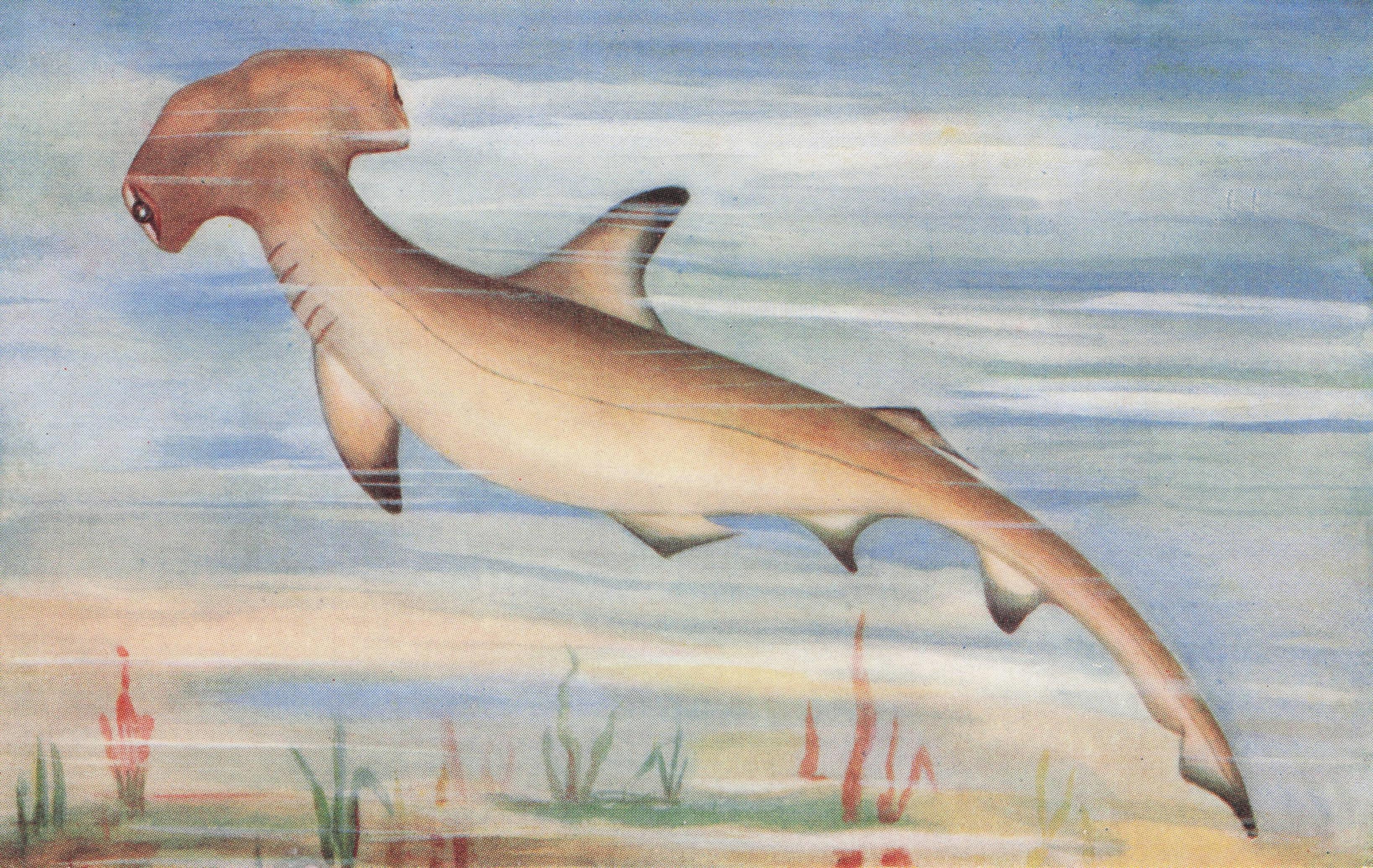 Indian Hammer Headed Shark Madras Ocean Fish Sea Life Old Postcard