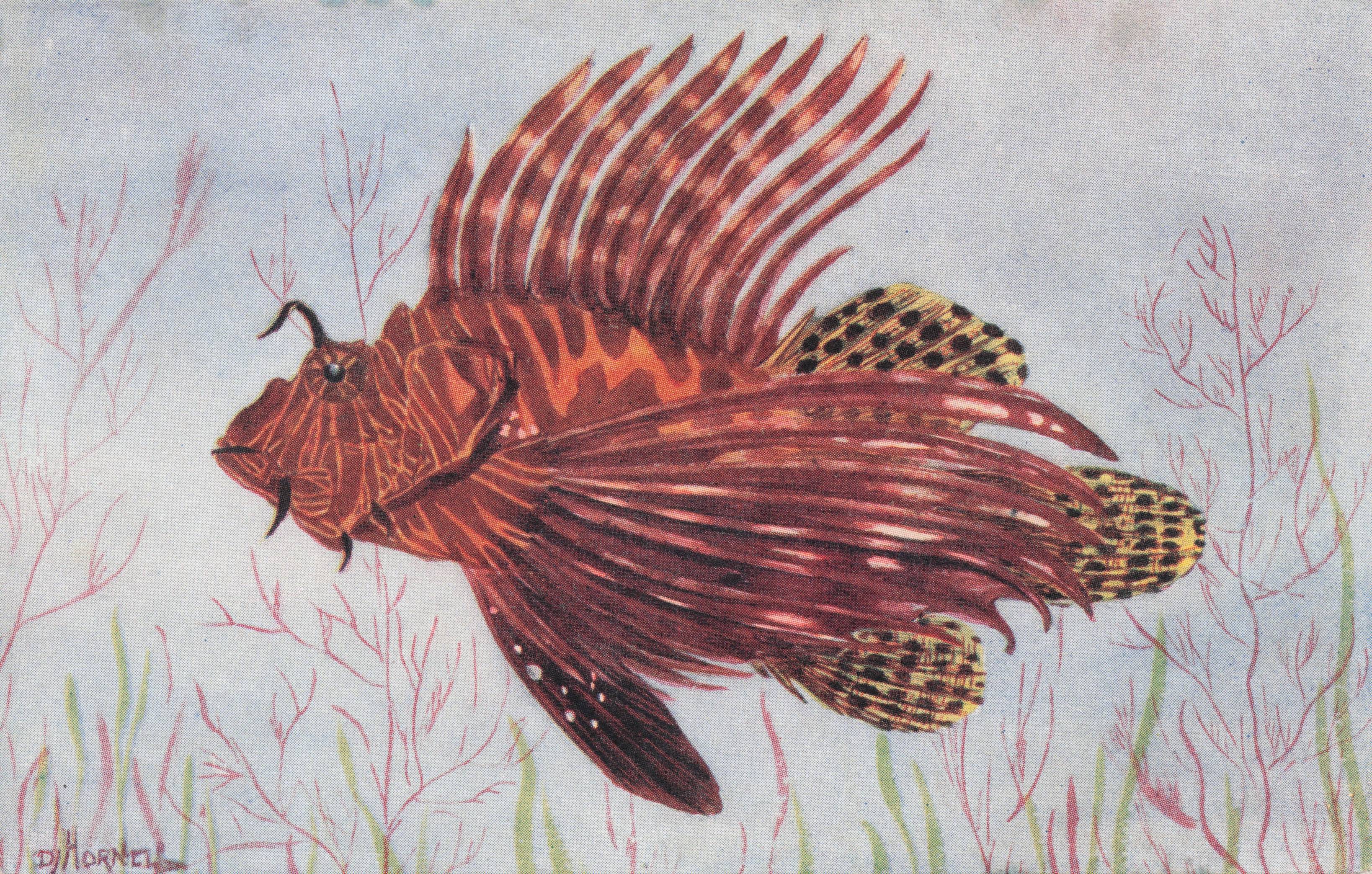 Indian Russells Scorpion Madras Ocean Fish Sea Life Antique Rare Postcard