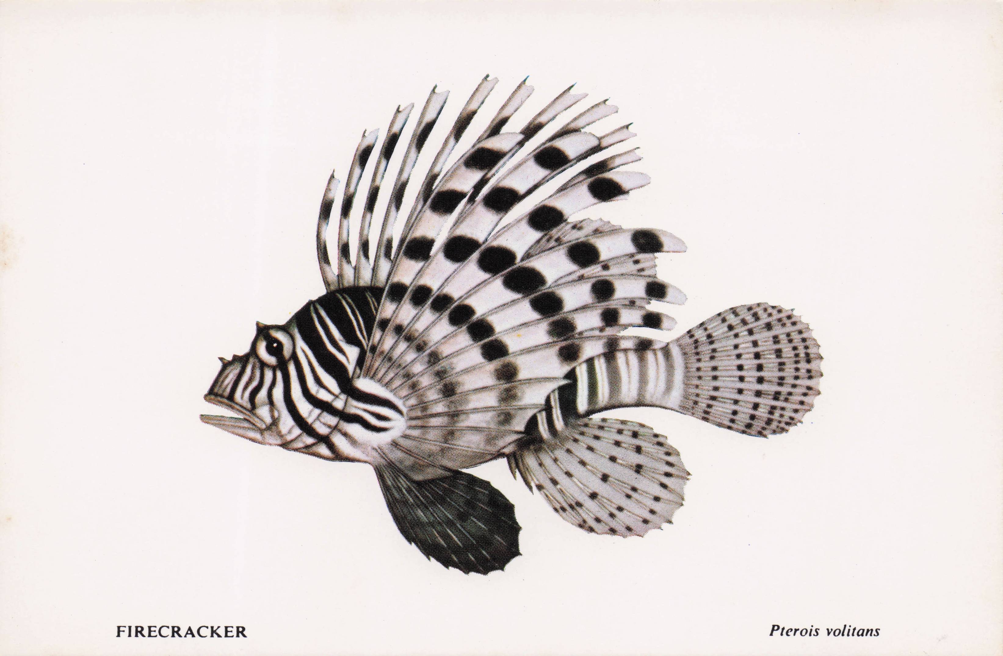 Firecracker Fish Sea Life Durban African Aquarium Postcard