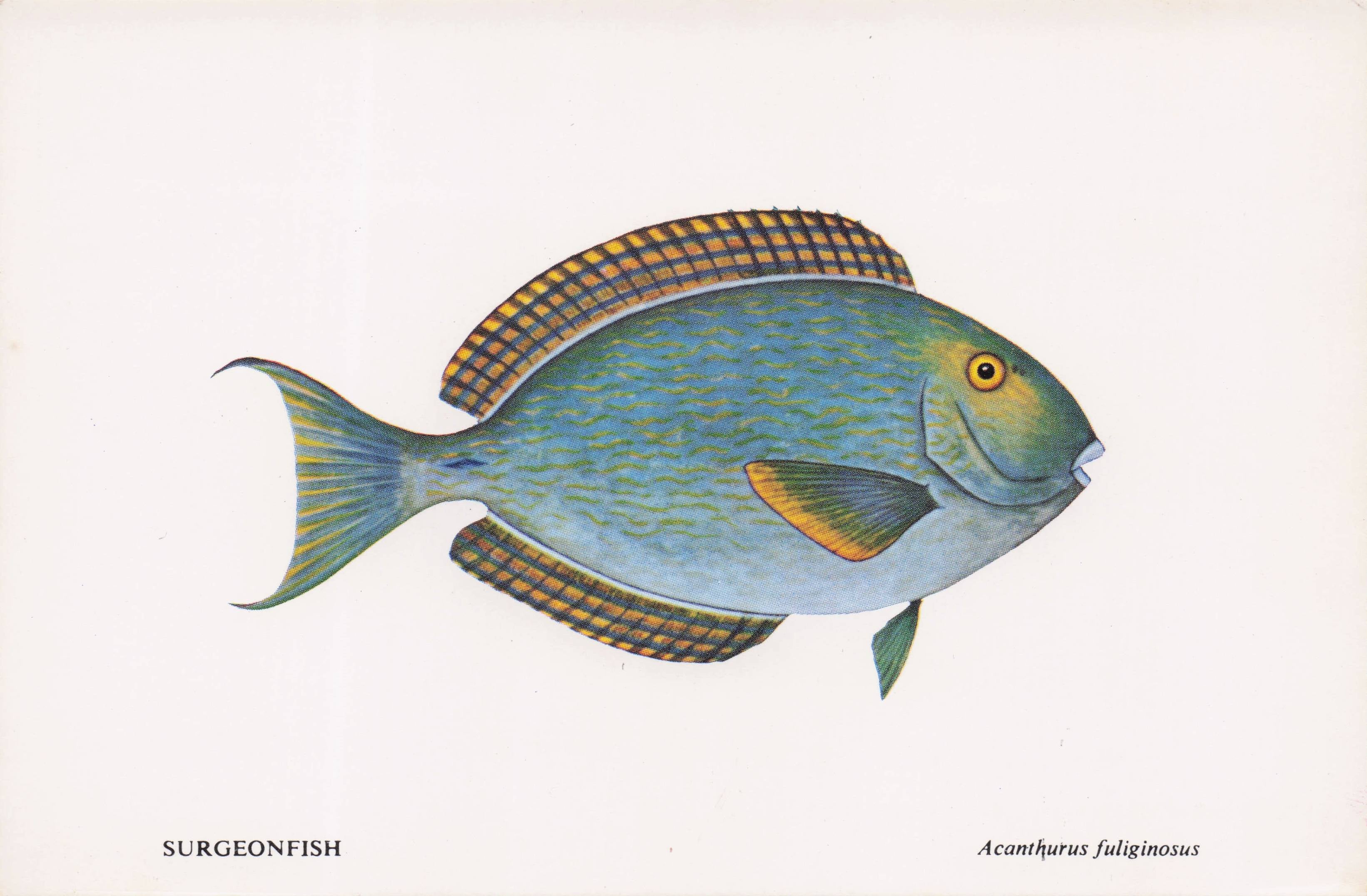 Surgeon Fish Sea Life Durban African Aquarium Postcard