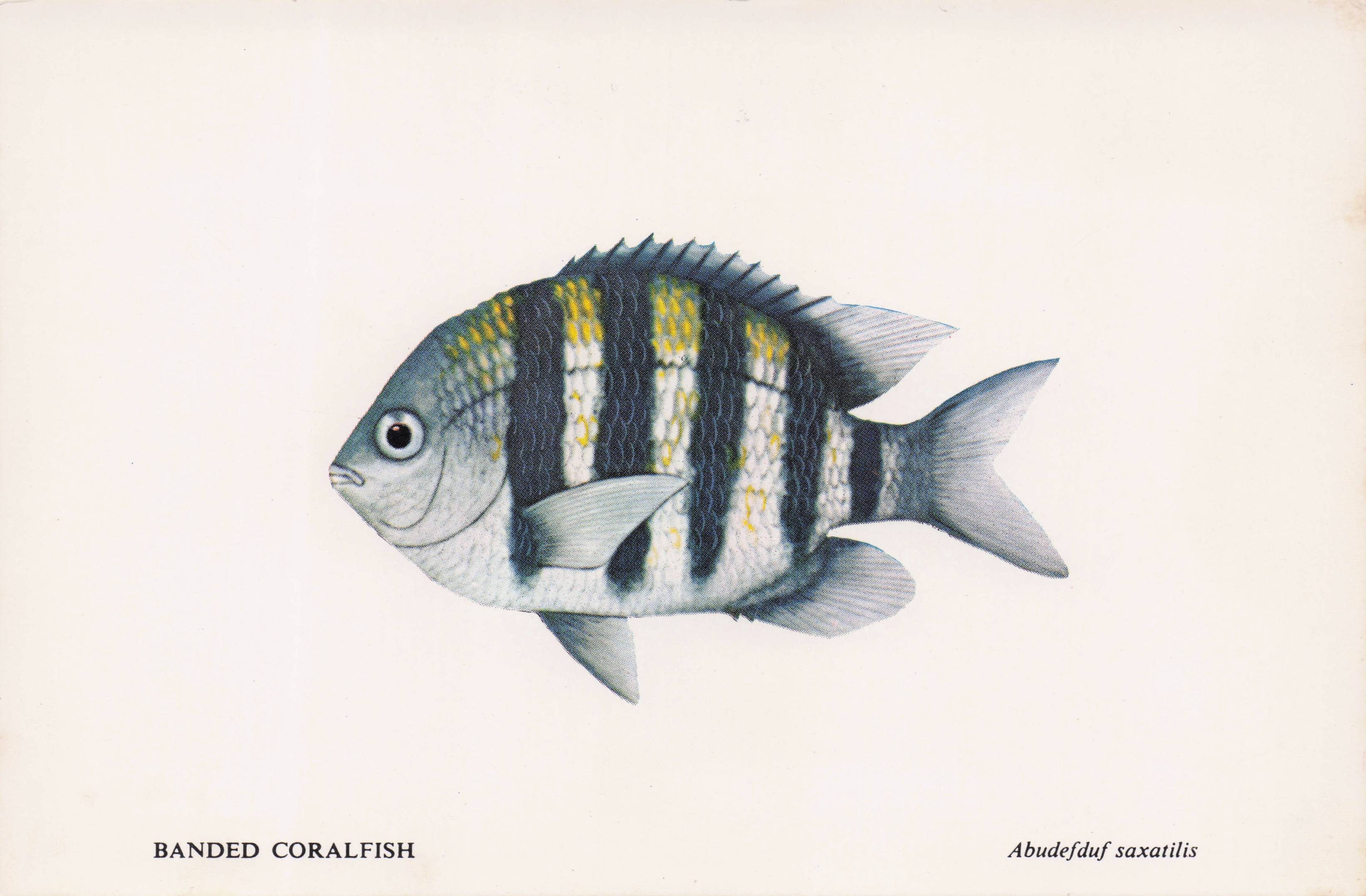 Banded Coral Fish Sea Life Durban African Aquarium Postcard