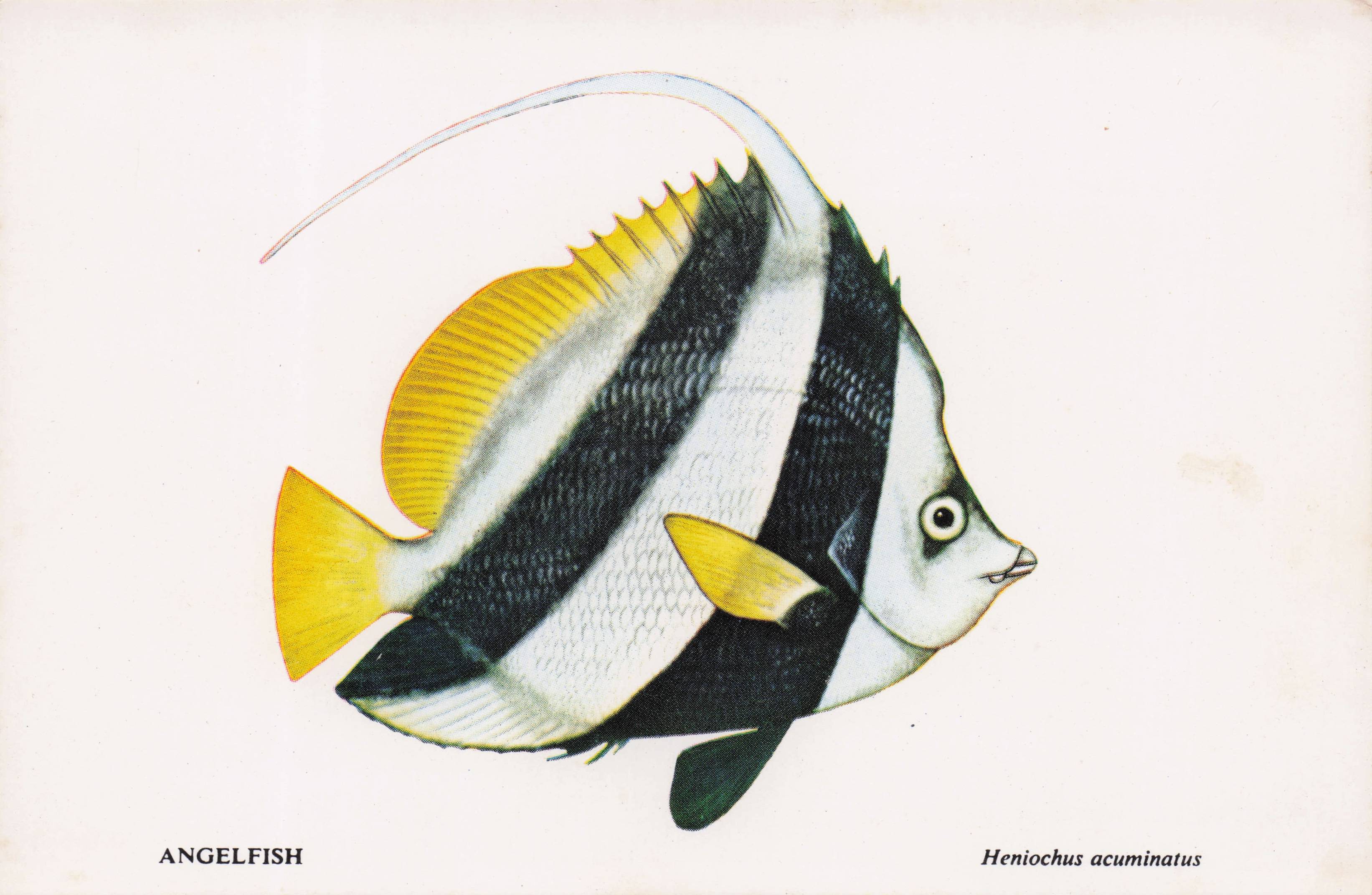 Angel Fish Sea Life Durban African Aquarium Postcard