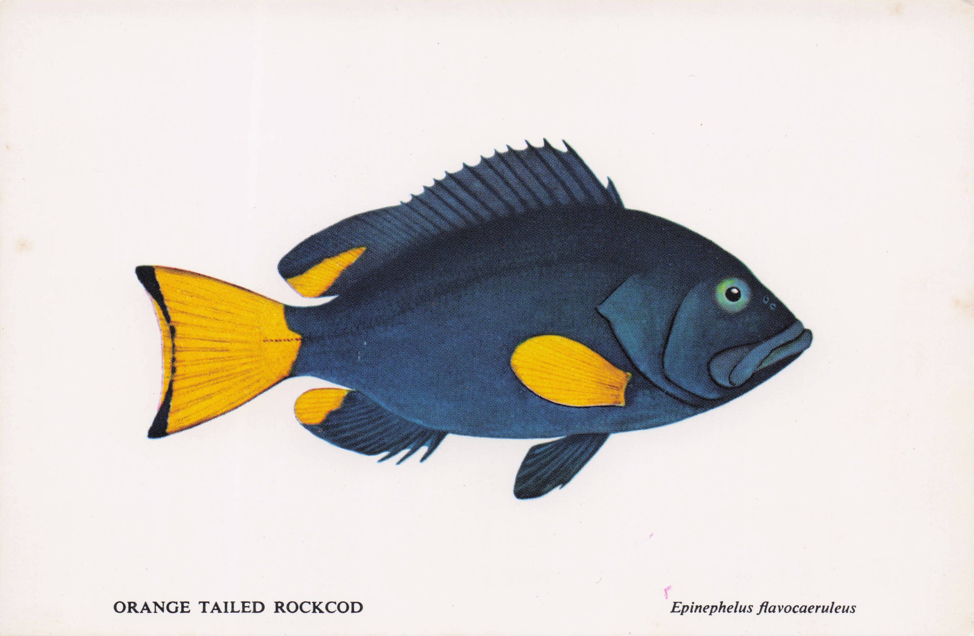 Orange Tailed Rock Cod Fish Sea Life Durban African Aquarium Postcard