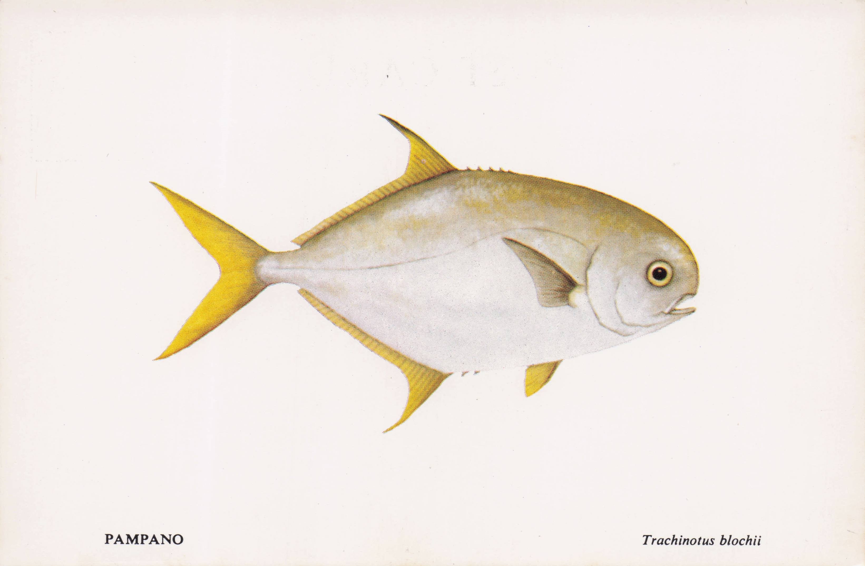 Pampano Fish Sea Life Durban African Aquarium Postcard