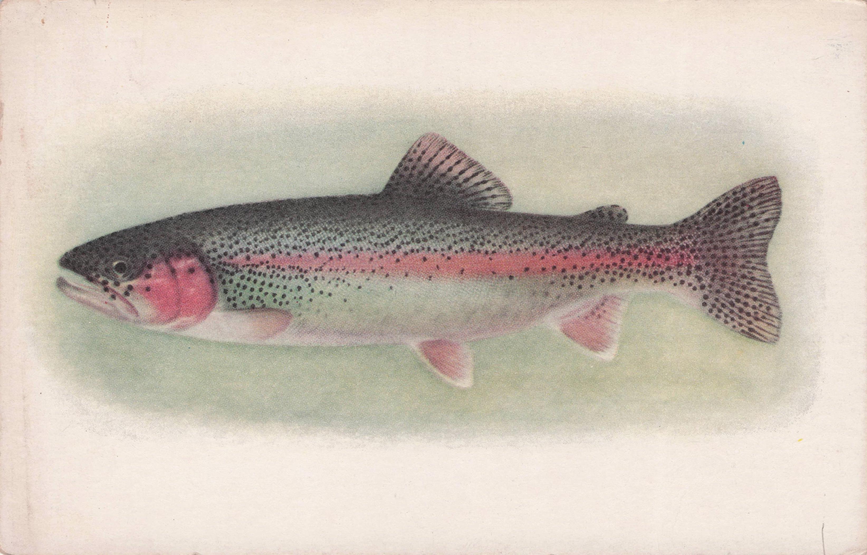McCloud River Trout Rainbow Fish California Science Old Rare Postcard