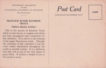 McCloud River Trout Rainbow Fish California Science Old Rare Postcard